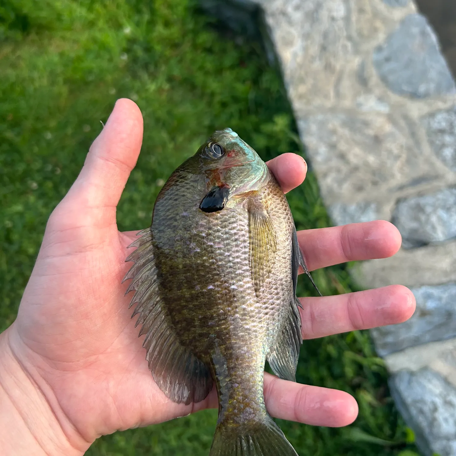 Bluegill caught on Fishbrain