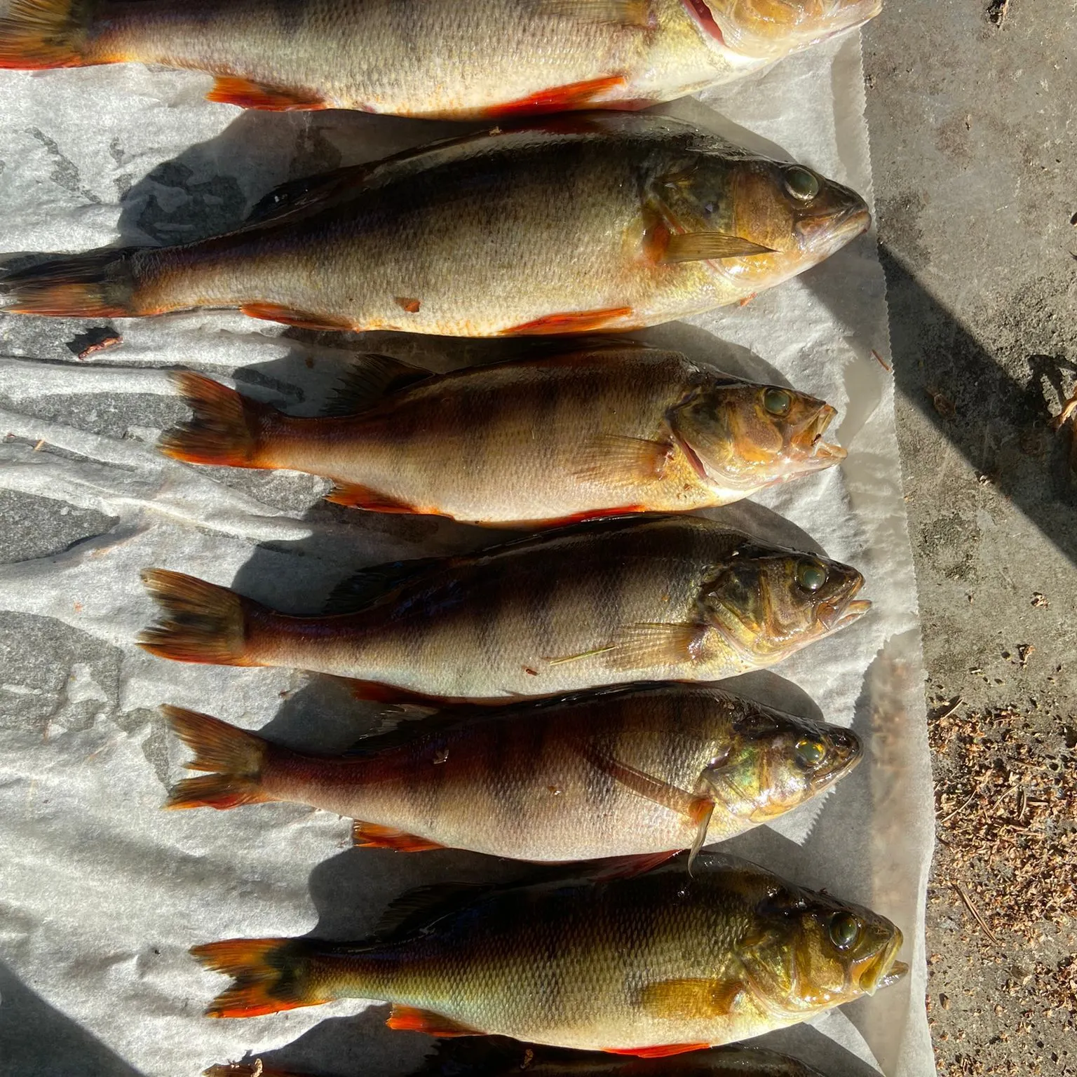 recently logged catches