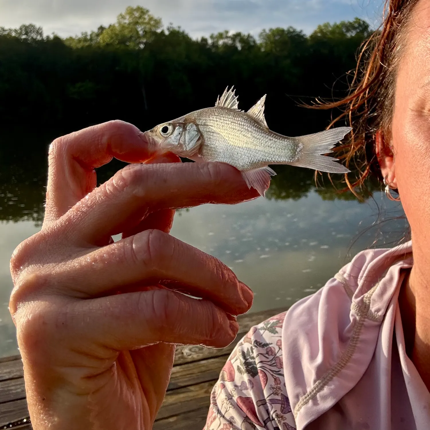 White bass caught on Fishbrain
