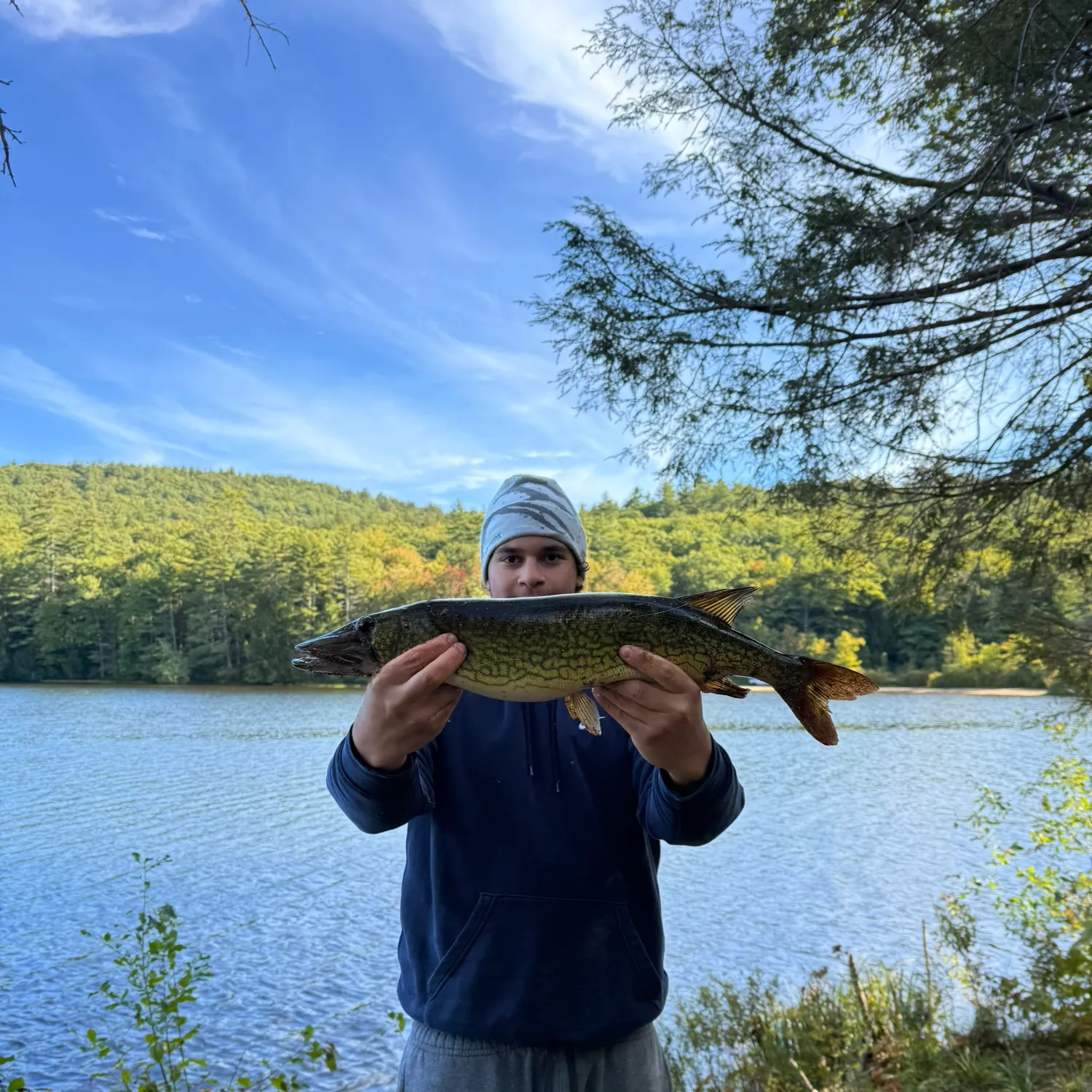 Chain pickerel caught on Fishbrain