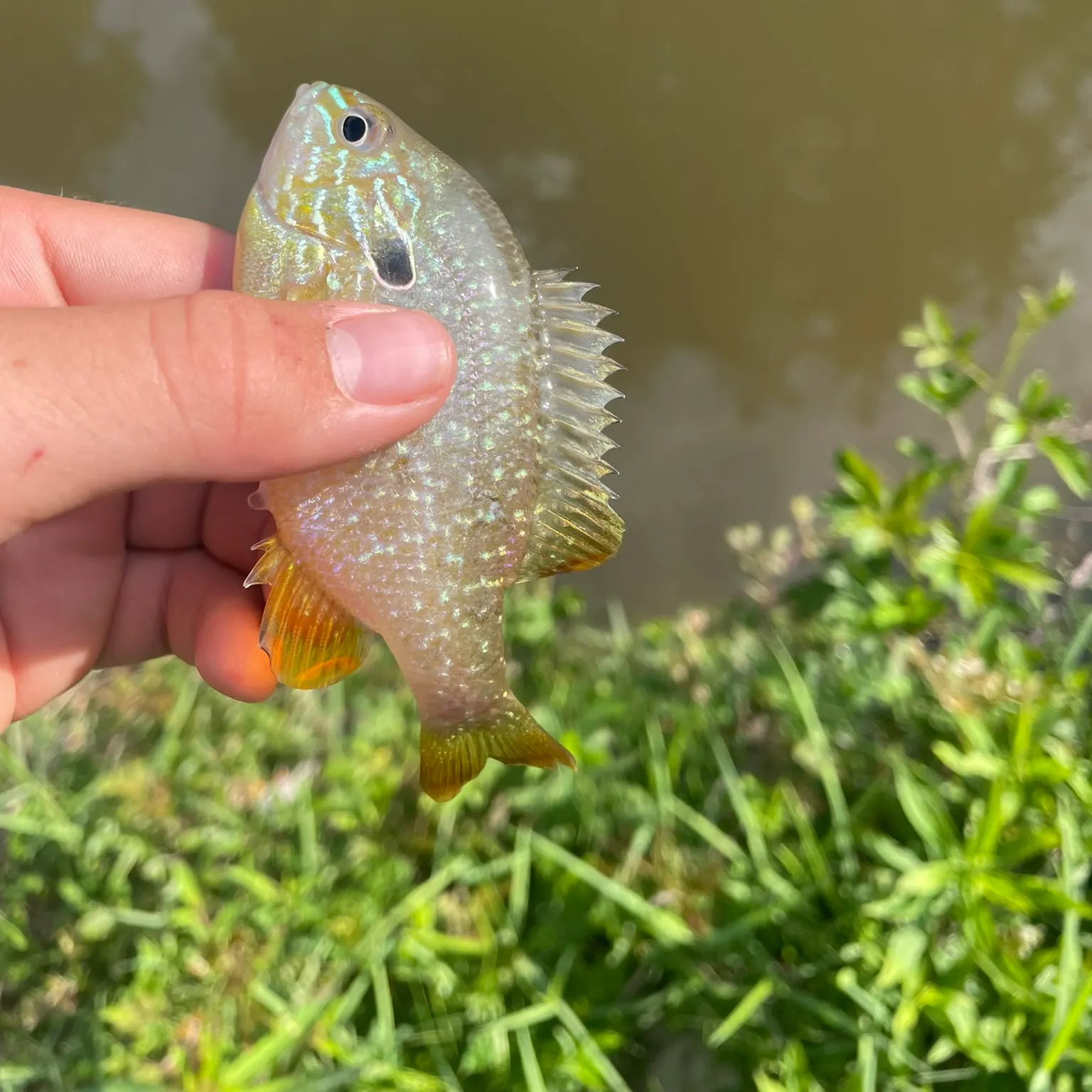 The most recent Pumpkinseed x green sunfish catches on Fishbrain