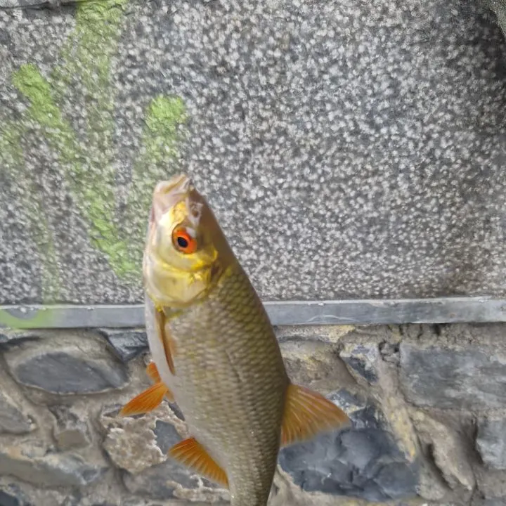 Common rudd caught on Fishbrain