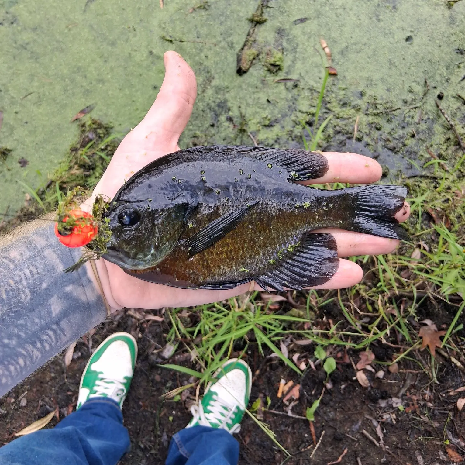 Bluegill caught on Fishbrain