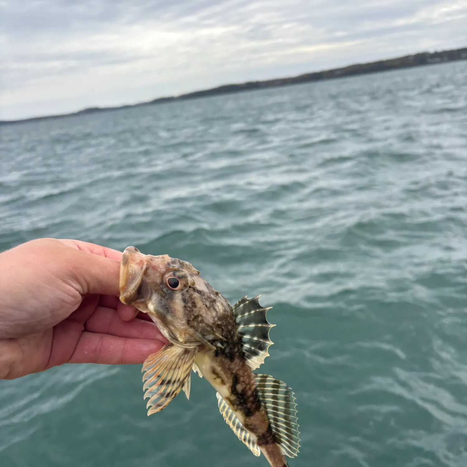 Longhorn sculpin caught on Fishbrain