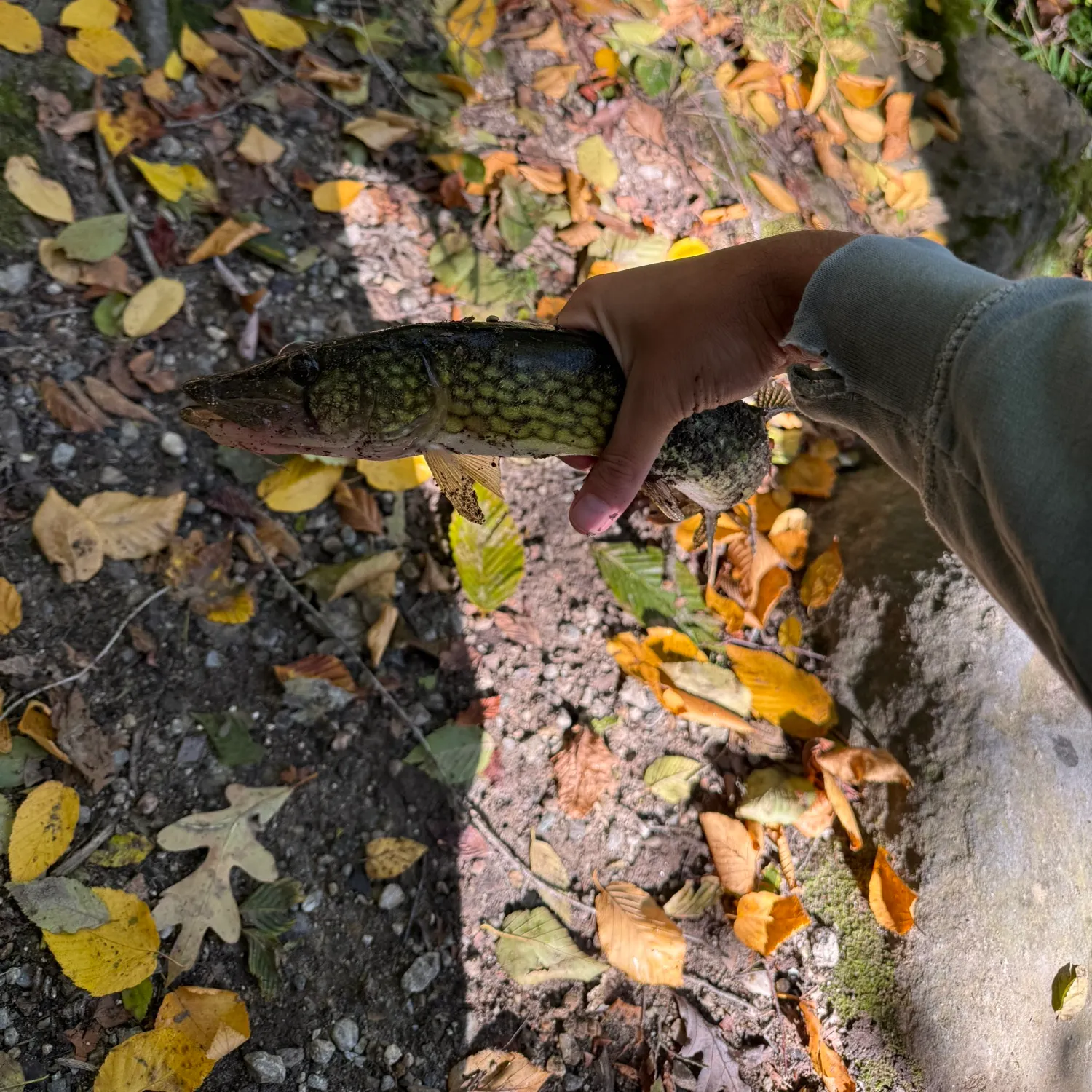 Chain pickerel caught on Fishbrain