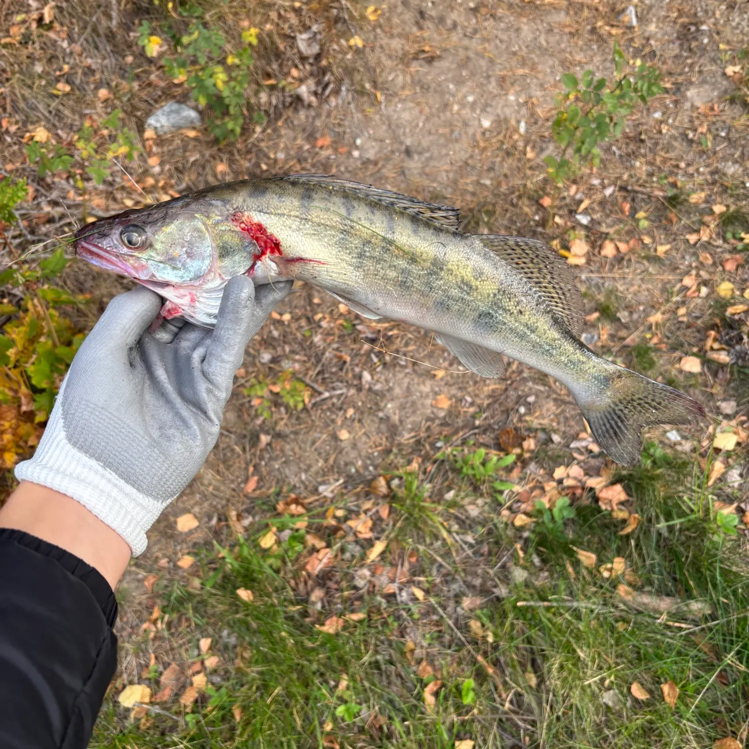 Zander caught on Fishbrain