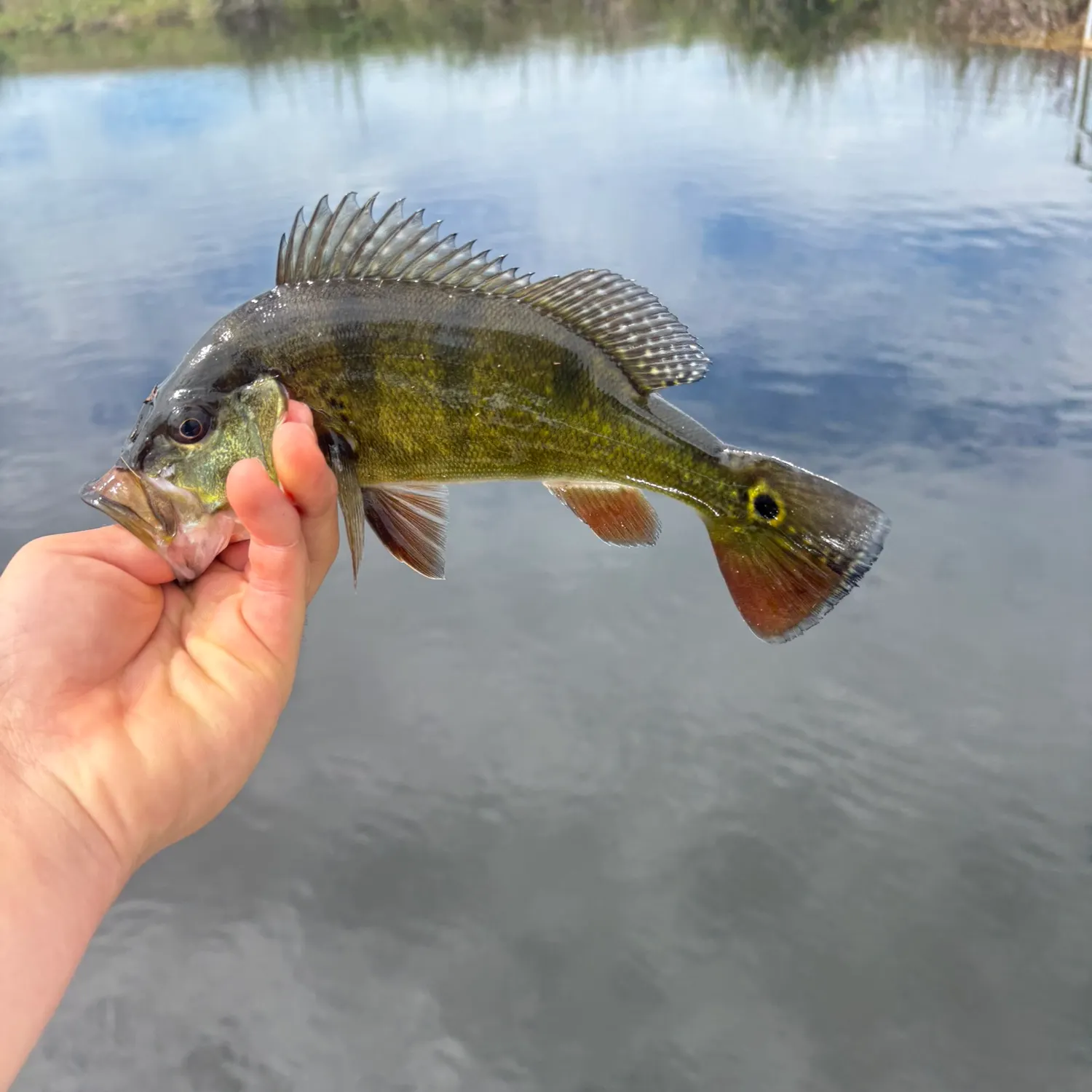 Butterfly peacock bass caught on Fishbrain