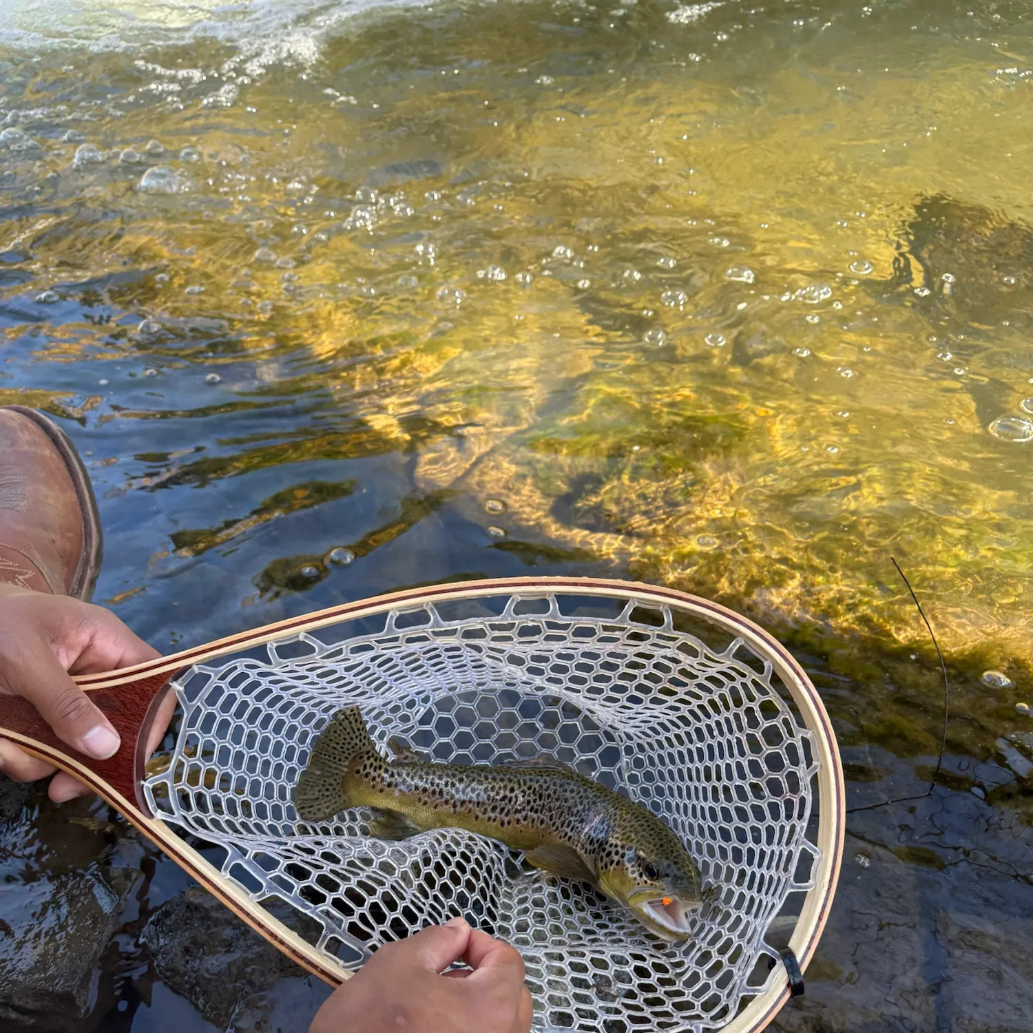 Brown trout caught on Fishbrain