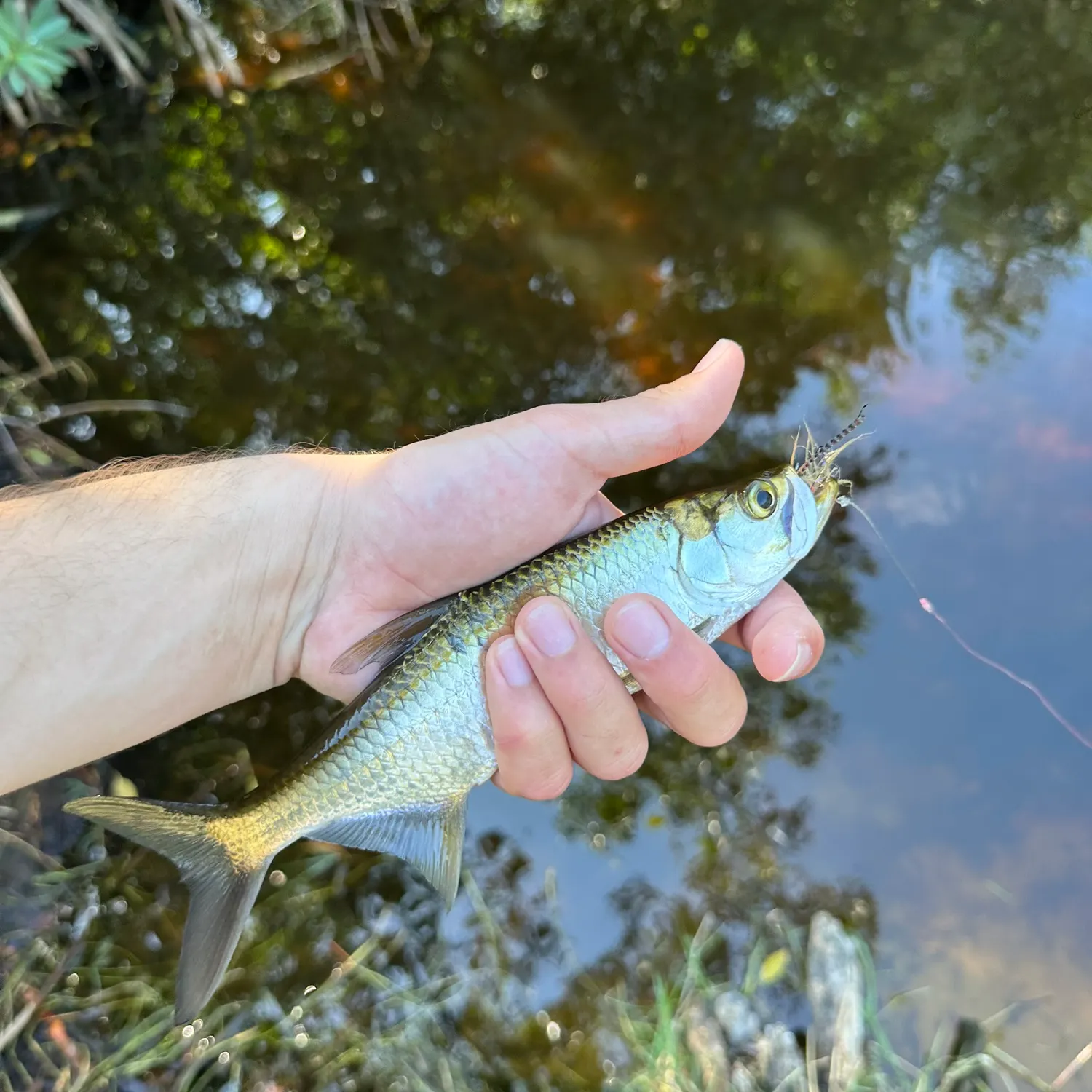 The most recent Tarpon catches on Fishbrain