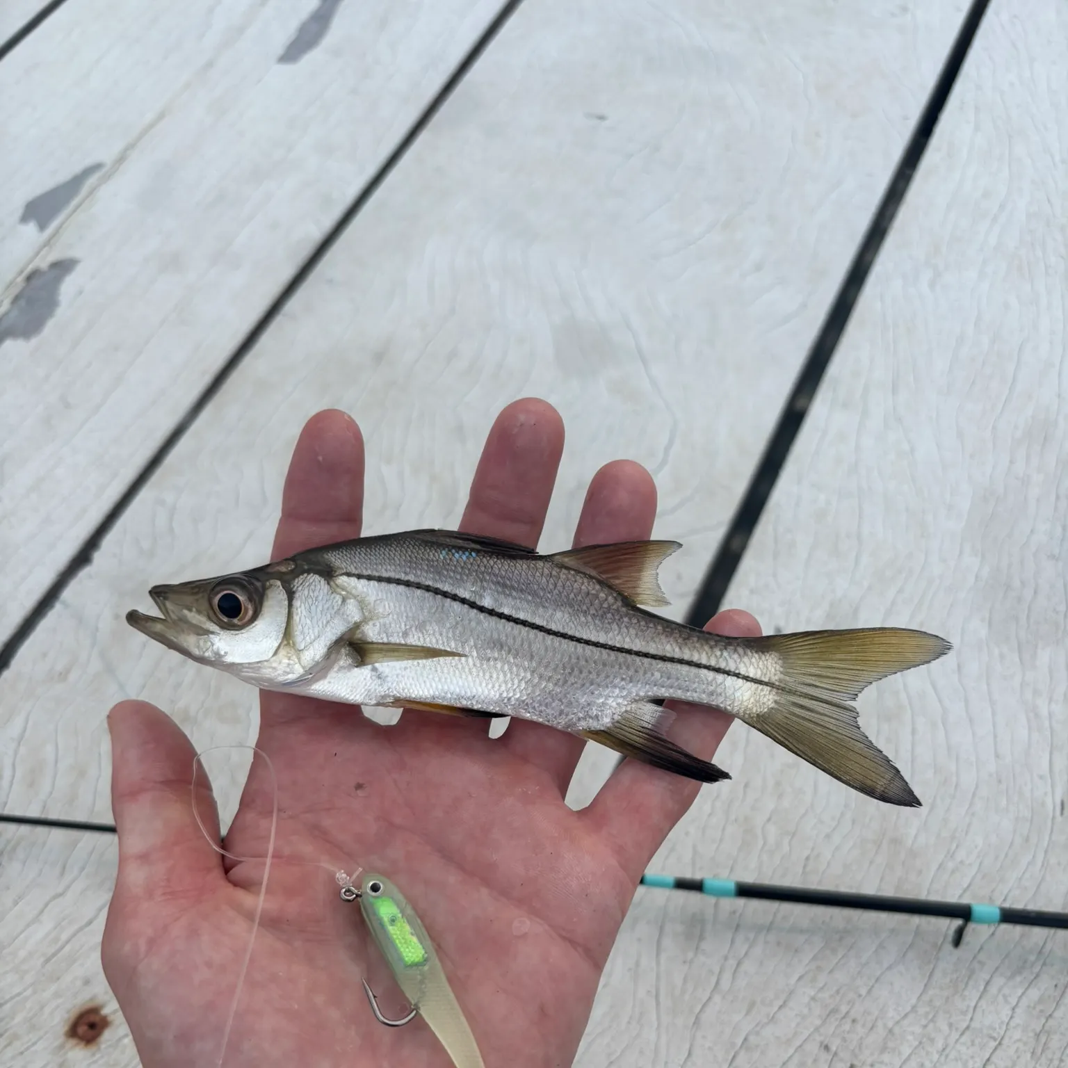 The most recent White snook catches on Fishbrain