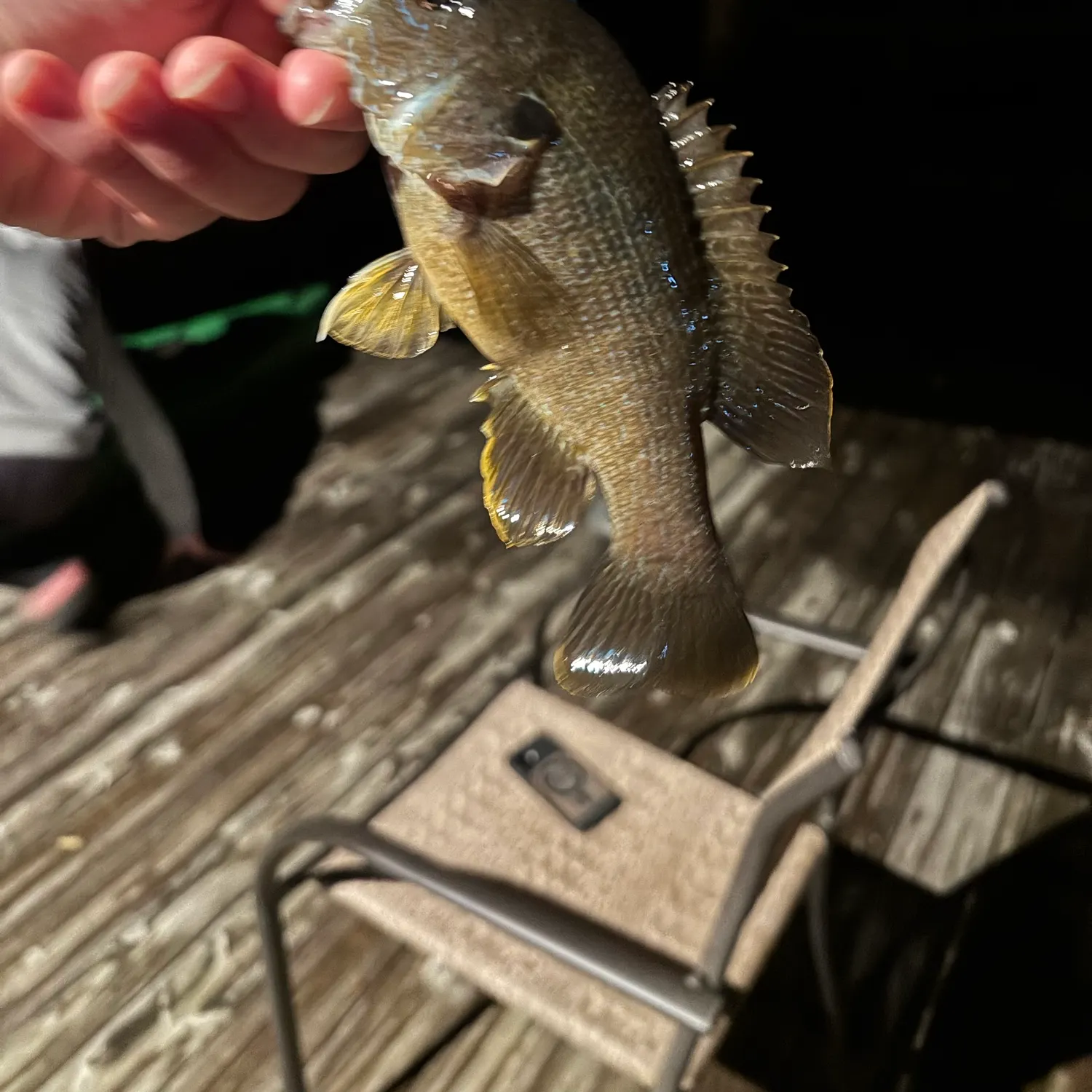 Green sunfish caught on Fishbrain