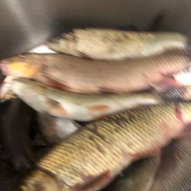Fish caught on Fishbrain