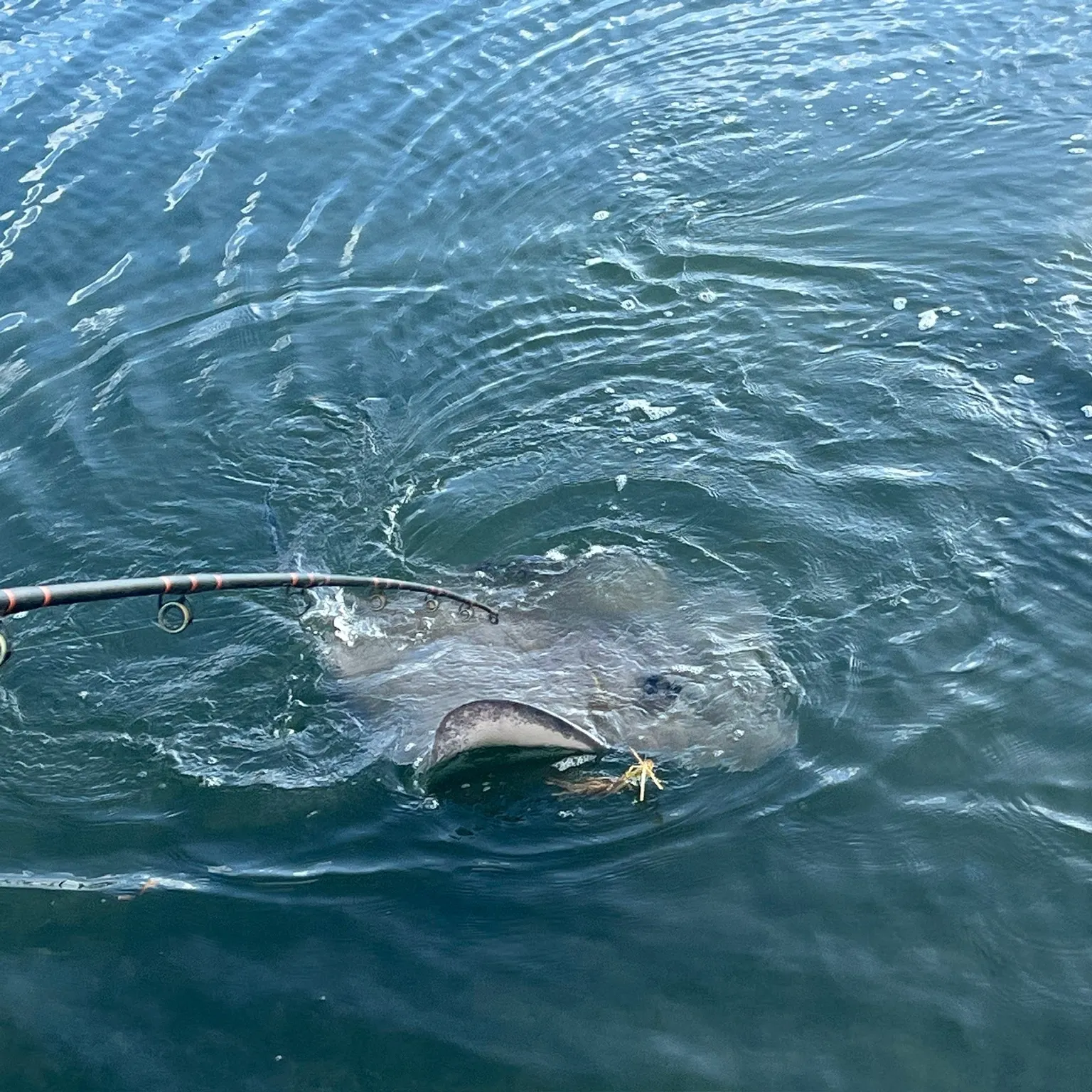 The most recent Southern stingray catches on Fishbrain