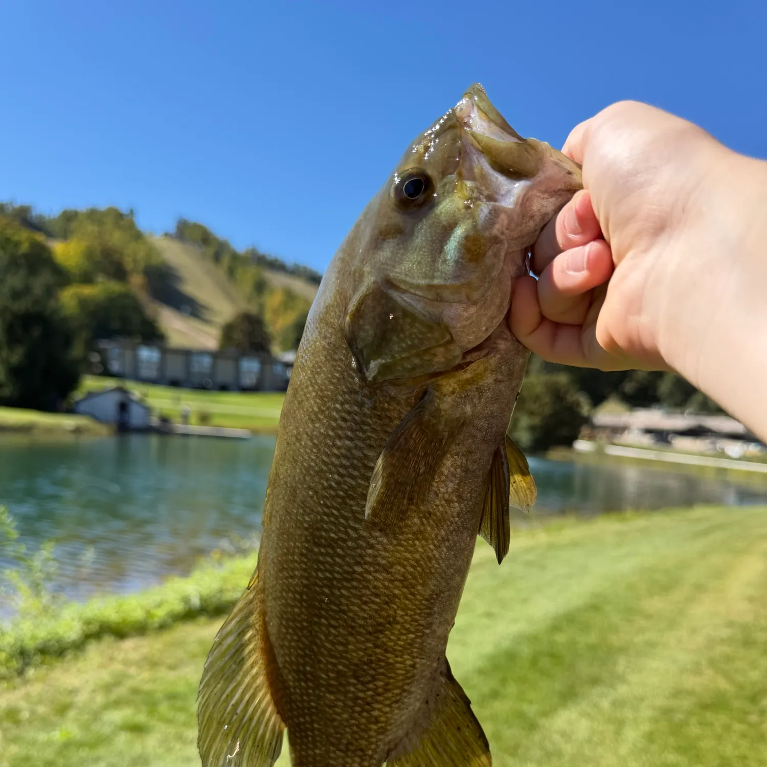 Smallmouth bass caught on Fishbrain