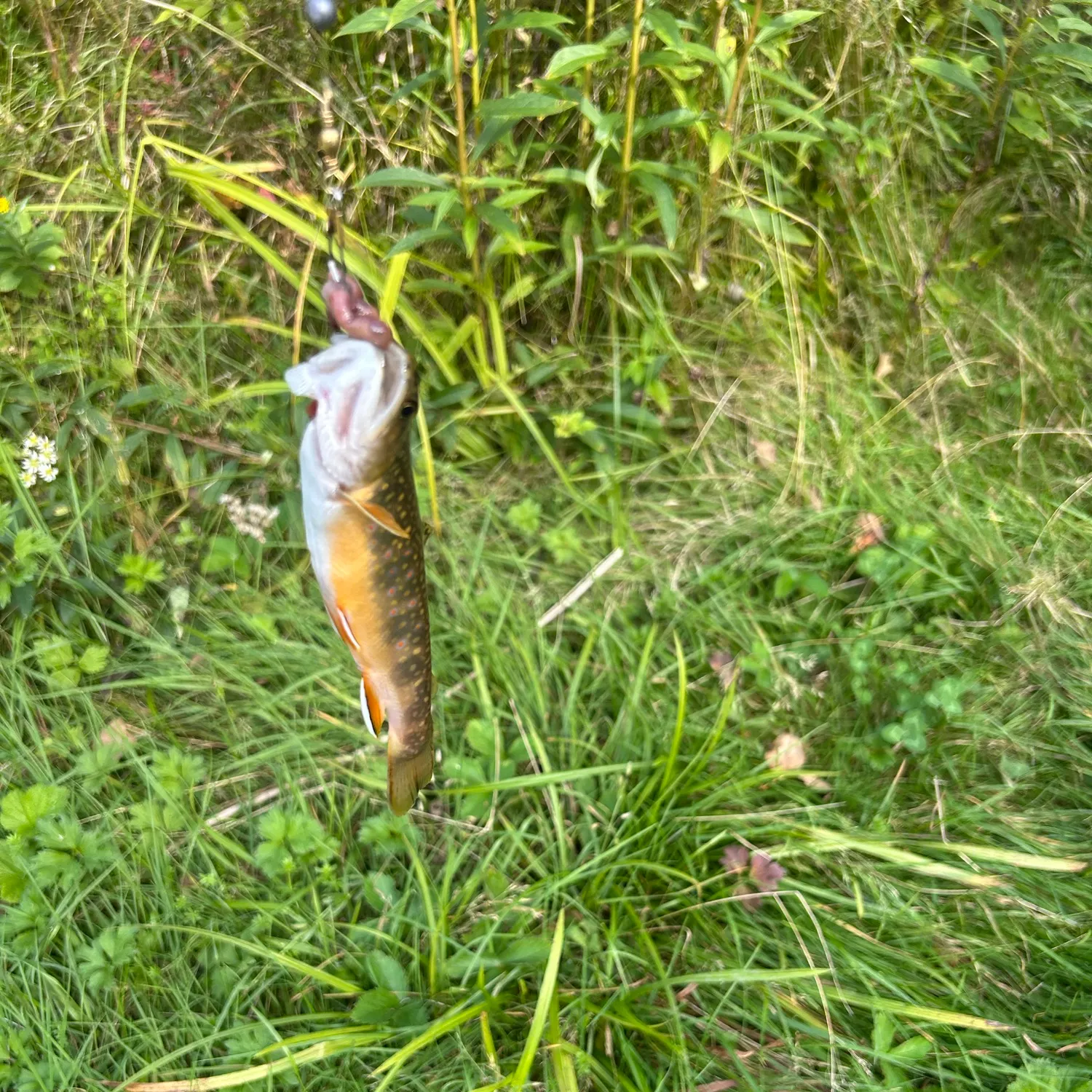 Brook trout caught on Fishbrain