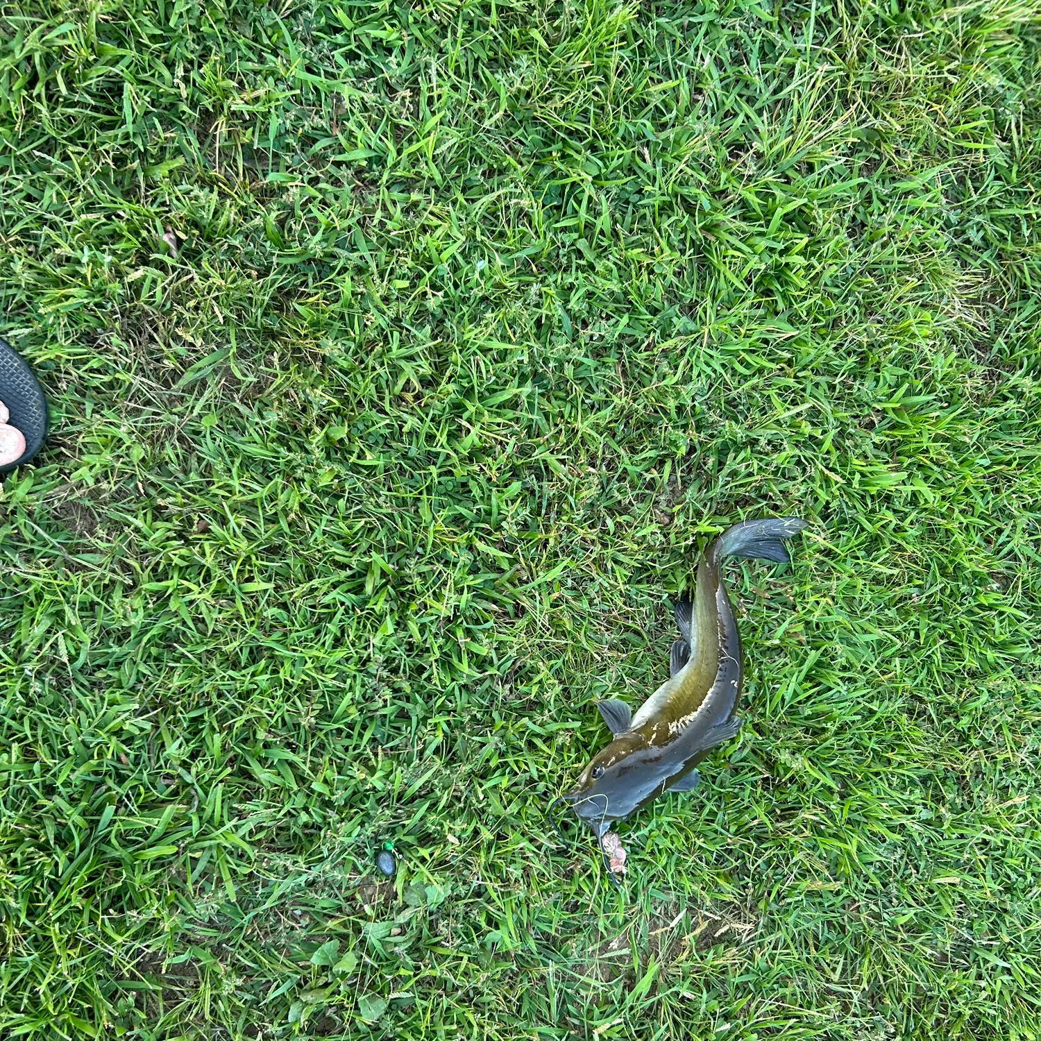 Channel catfish caught on Fishbrain