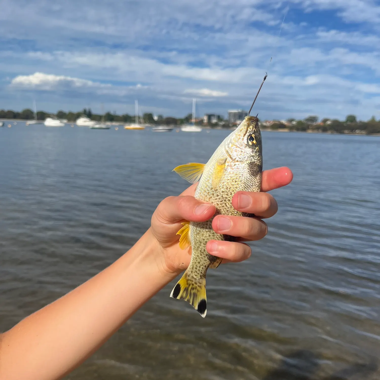 The most recent Yellowtail Grunter catches on Fishbrain