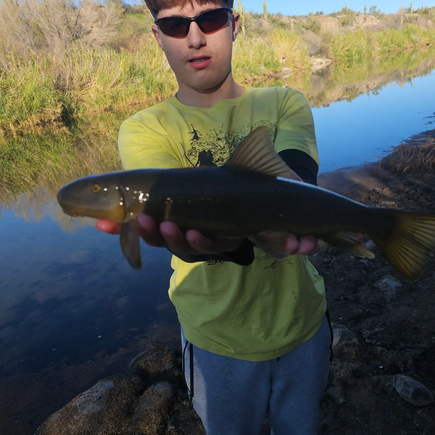 The most recent Desert sucker catches on Fishbrain