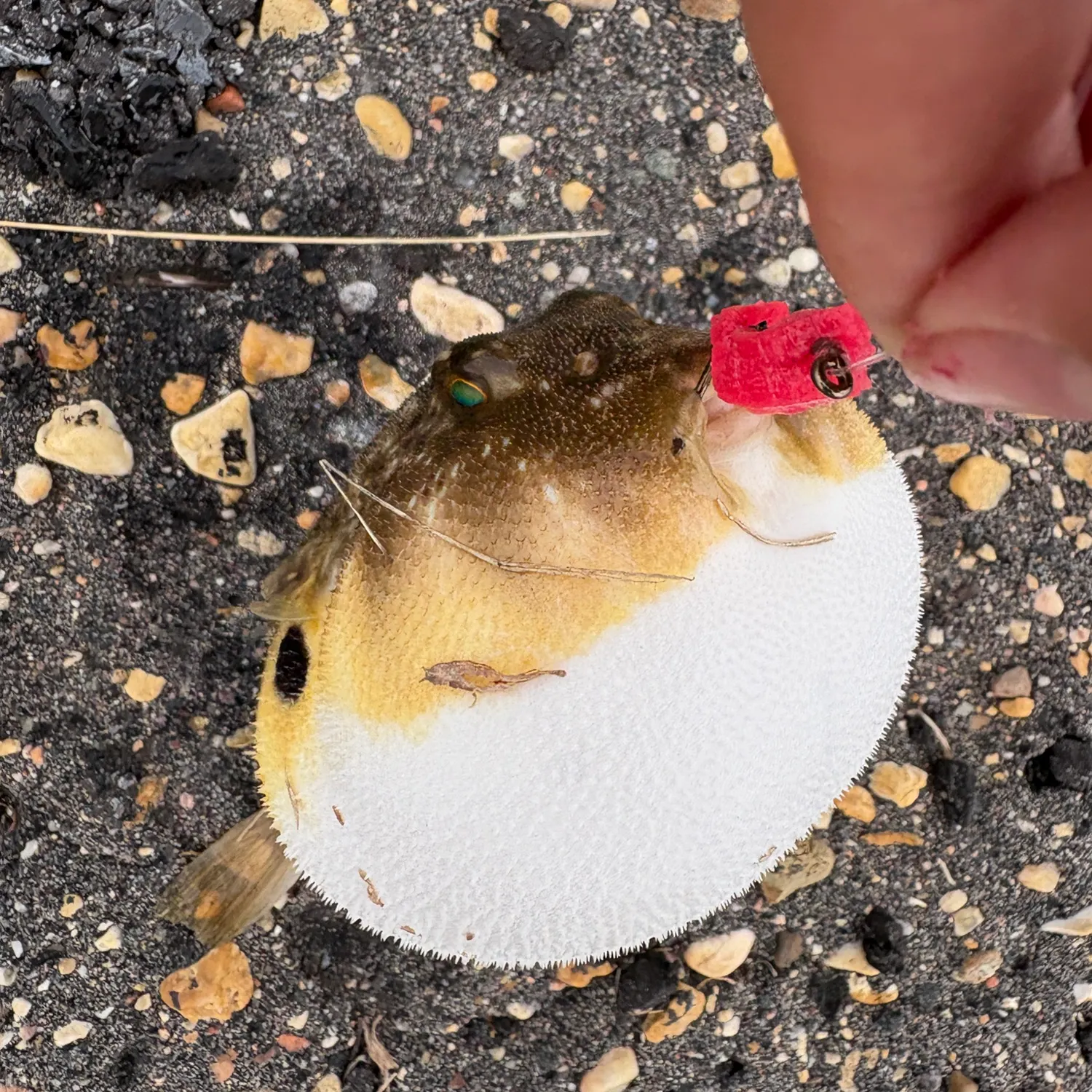 Fish caught on Fishbrain