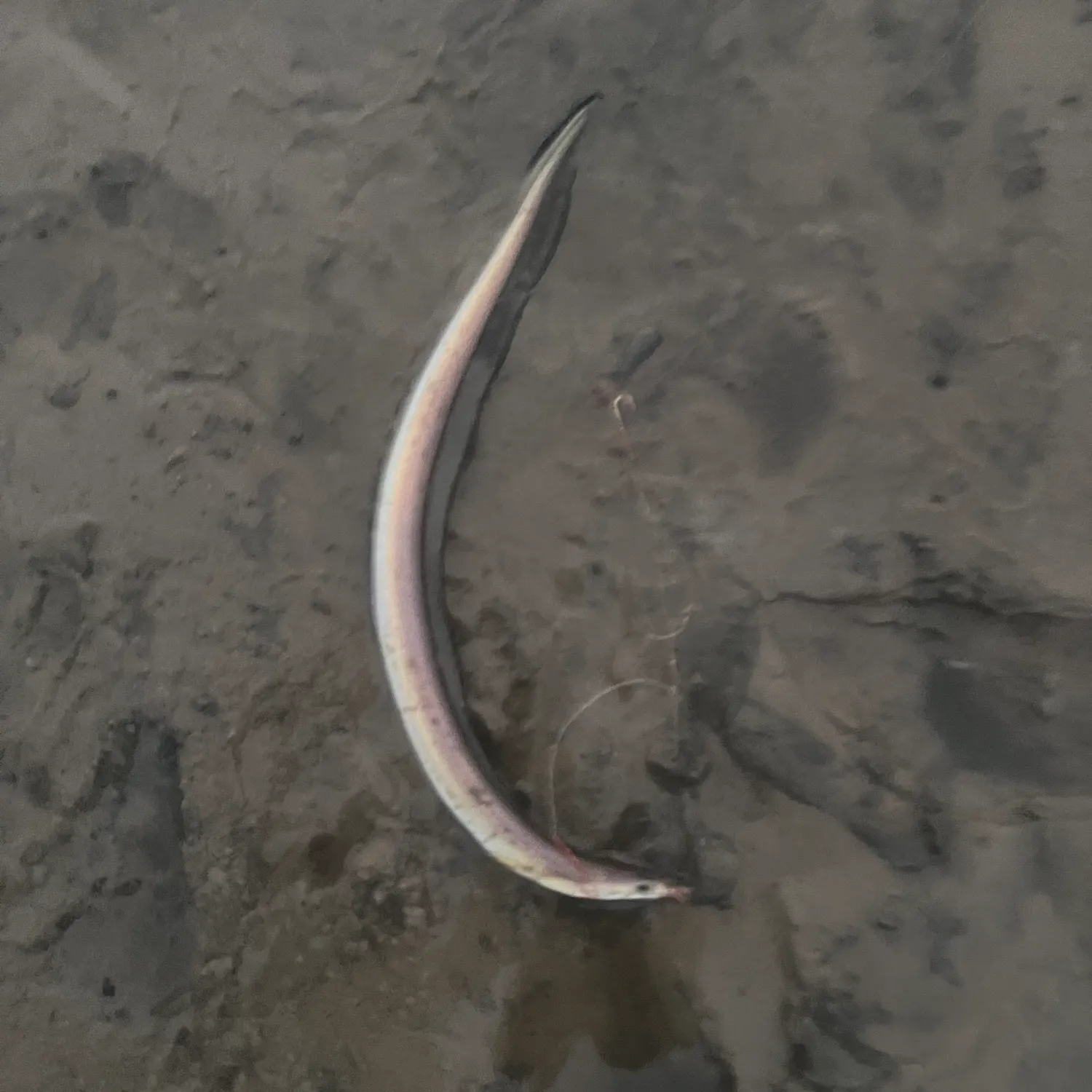 The most recent Common pike conger catches on Fishbrain