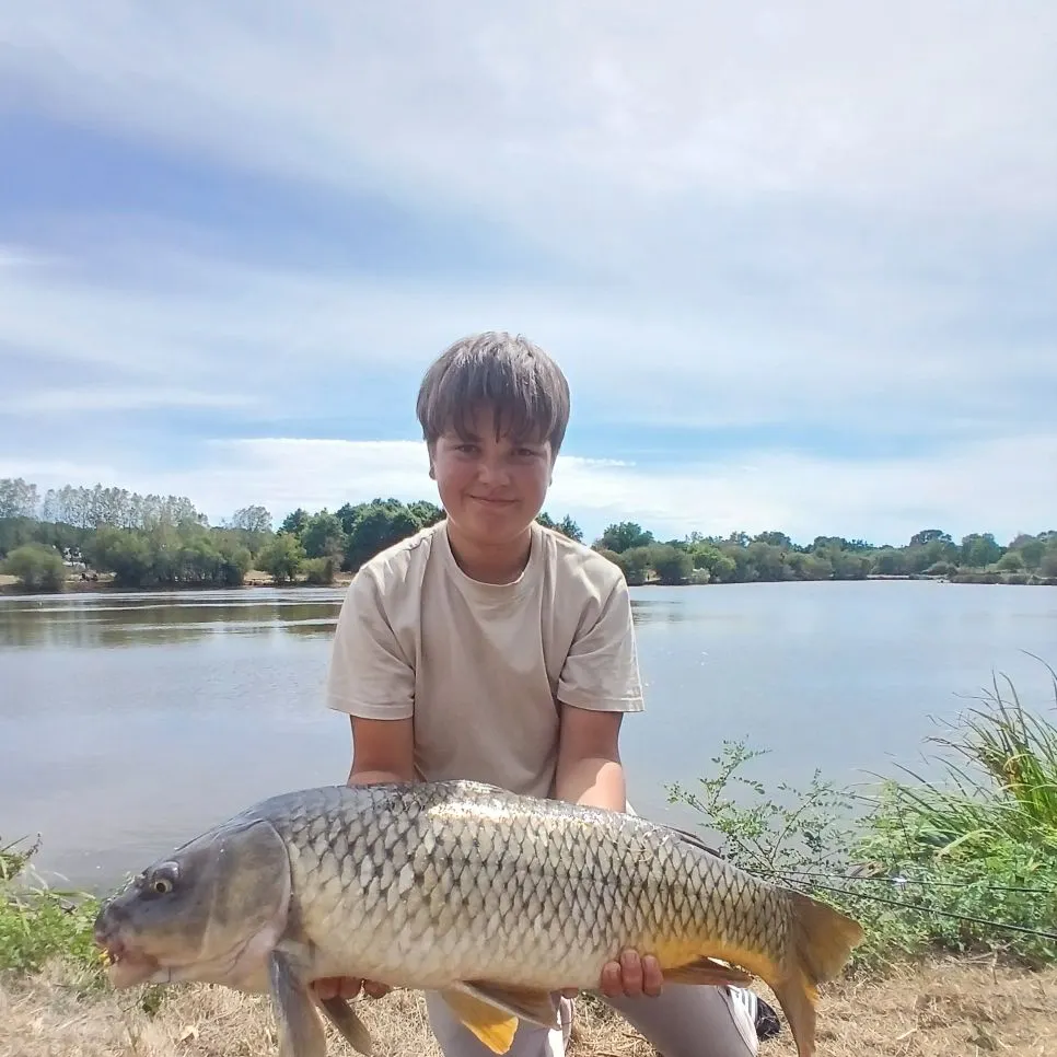 Common carp caught on Fishbrain