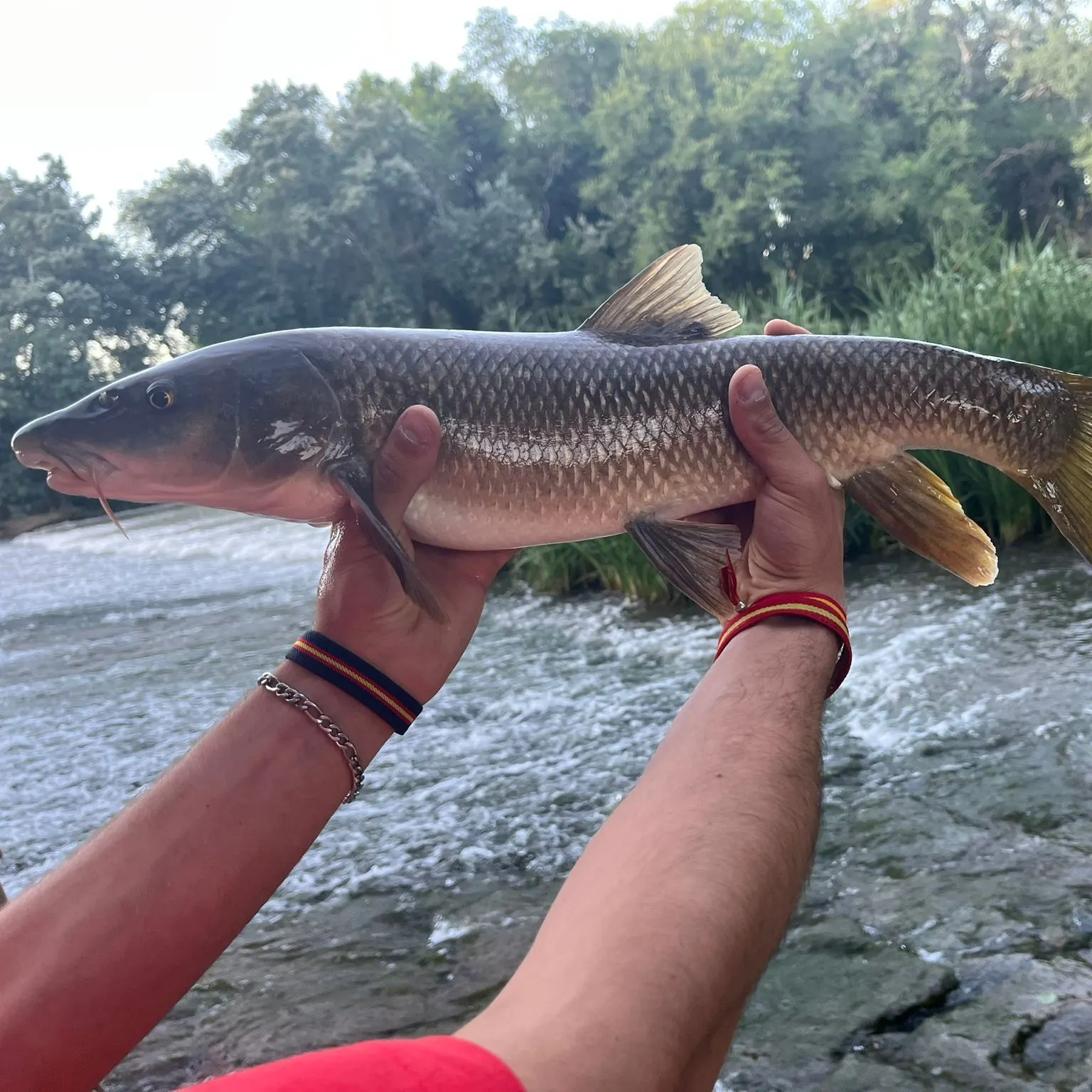 The most recent Northern barbel catches on Fishbrain