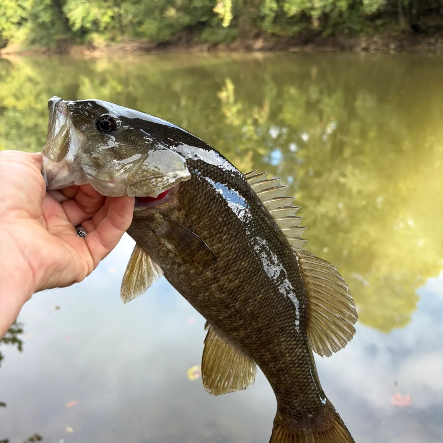 Smallmouth bass caught on Fishbrain