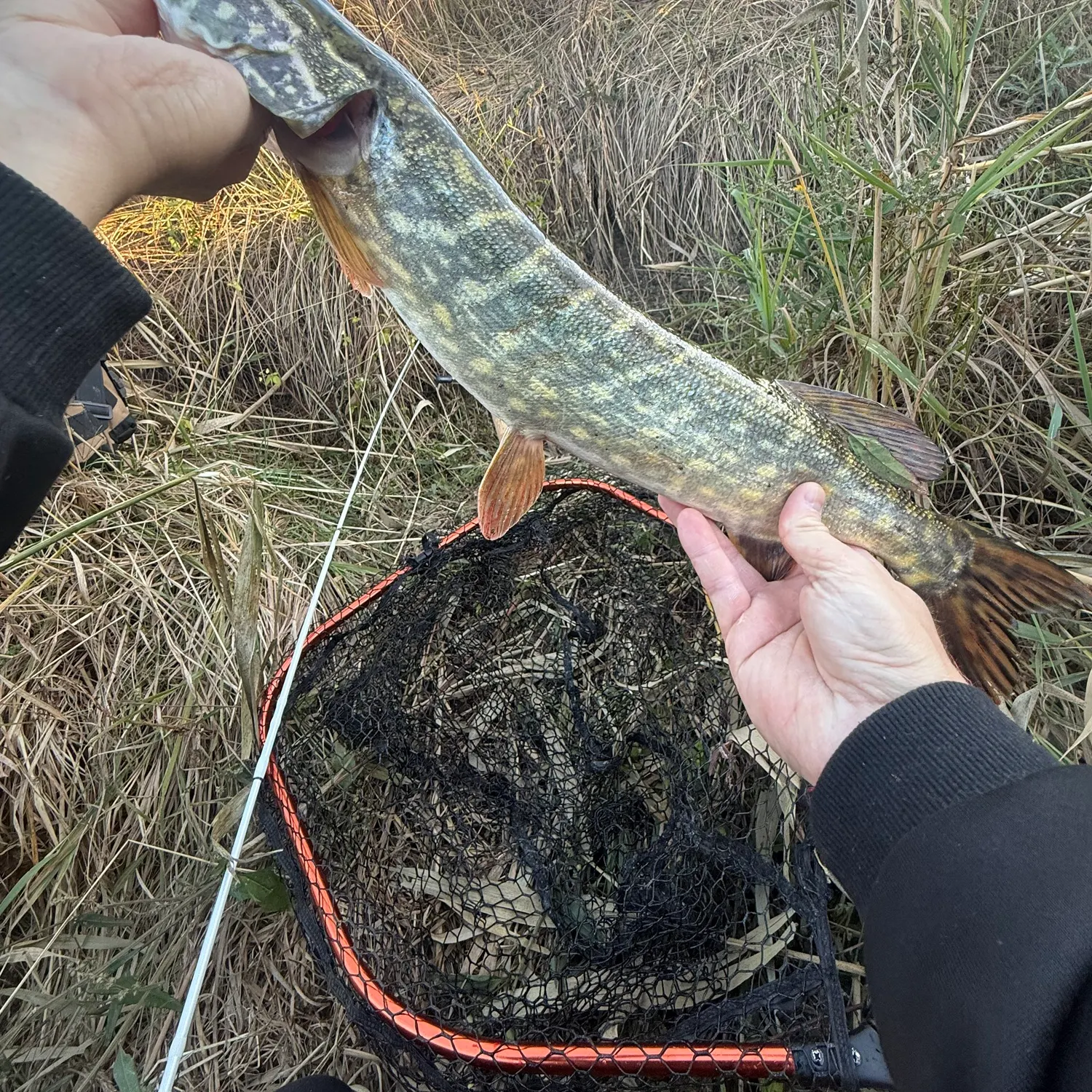 Northern pike caught on Fishbrain
