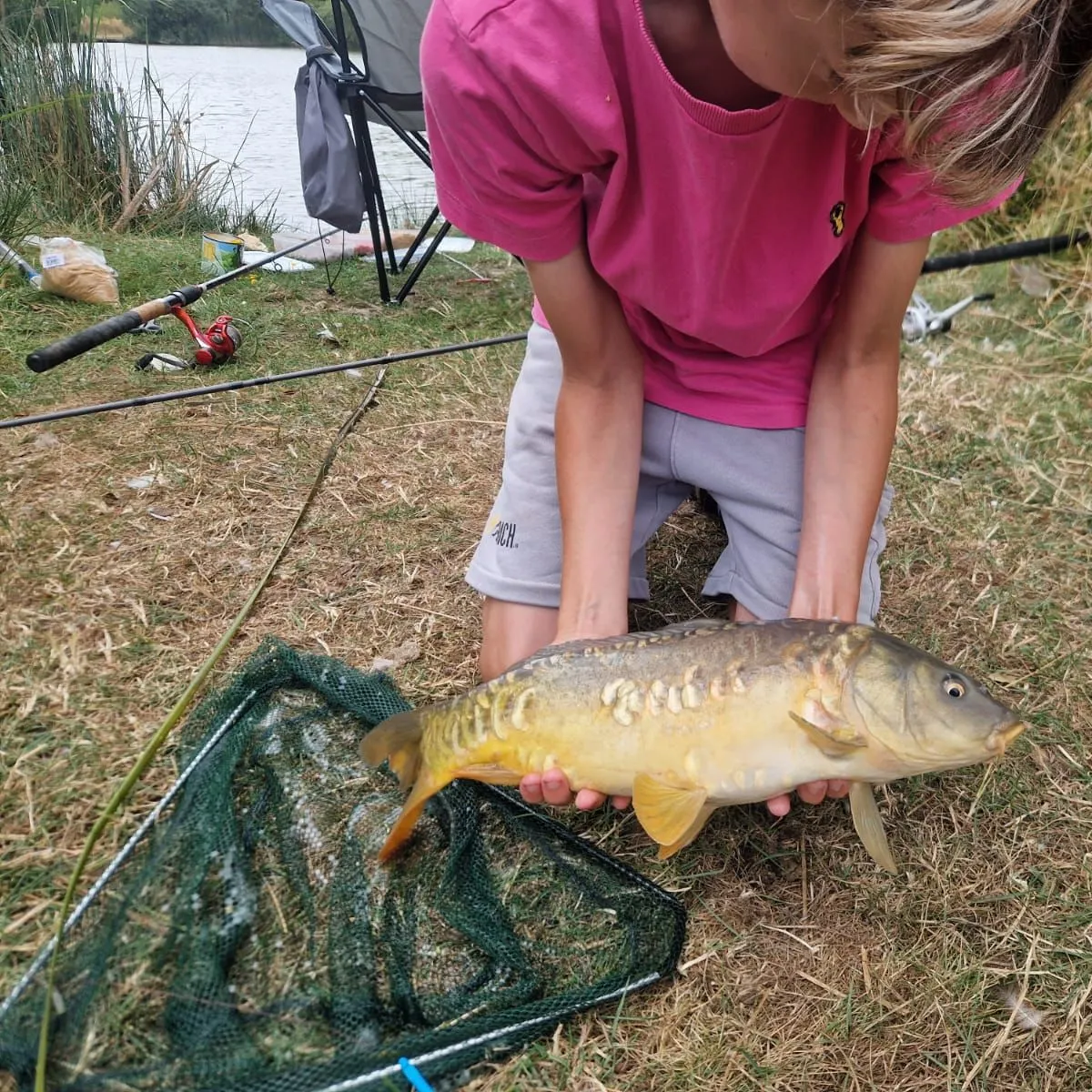 Mirror carp caught on Fishbrain