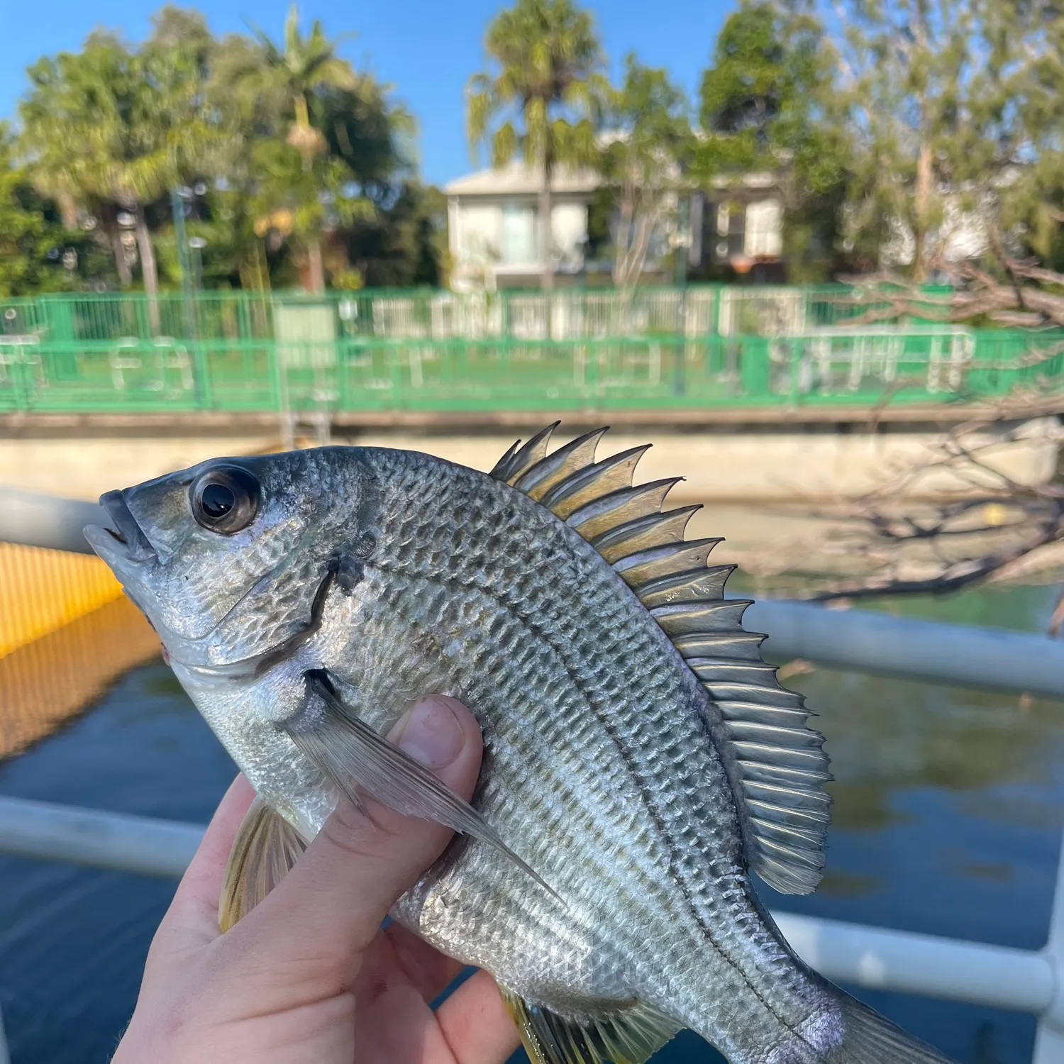 Surf bream caught on Fishbrain