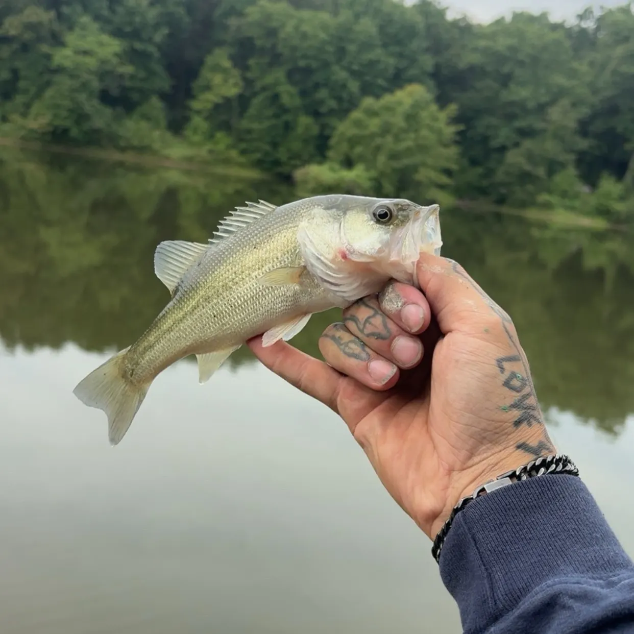 Largemouth bass caught on Fishbrain