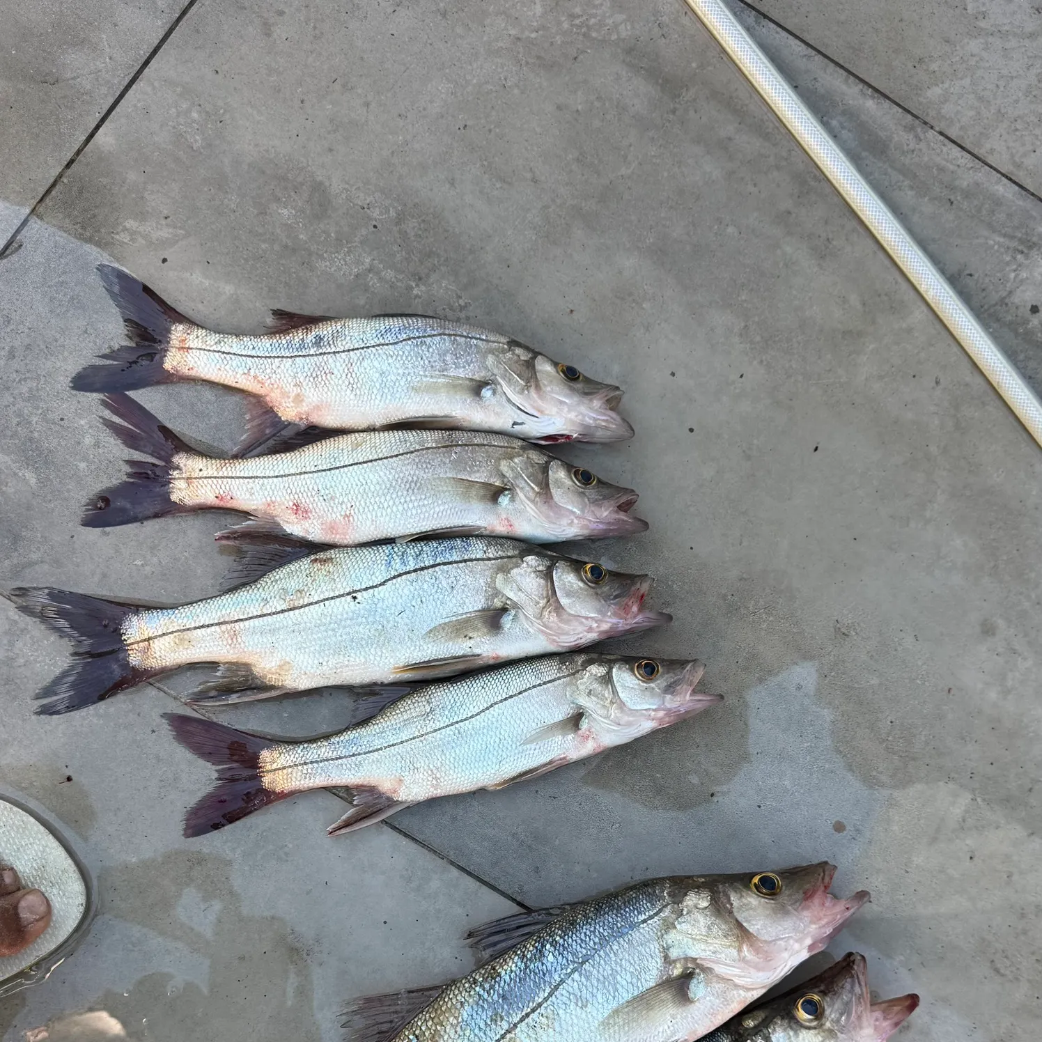 The most recent Fat snook catches on Fishbrain