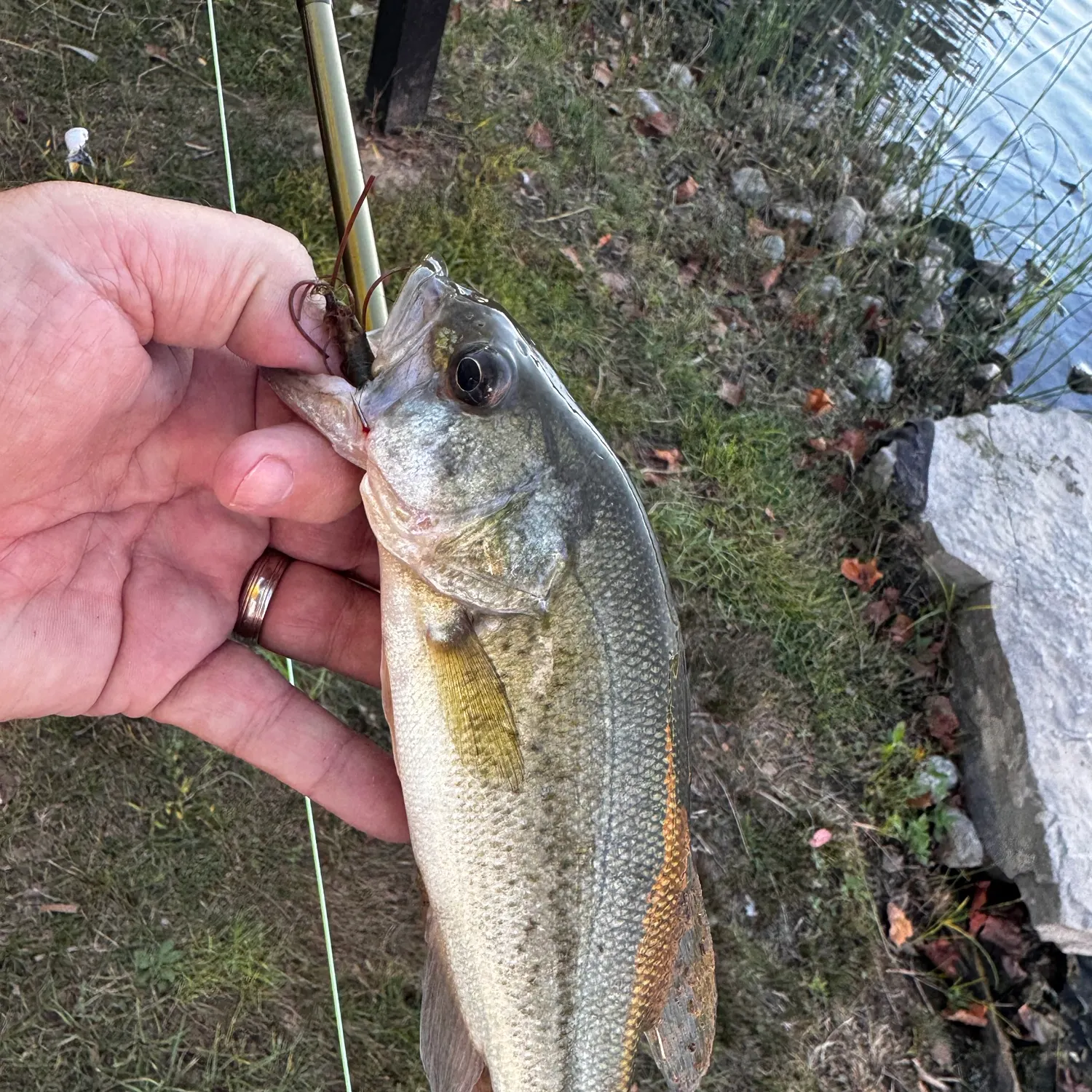 Largemouth bass caught on Fishbrain