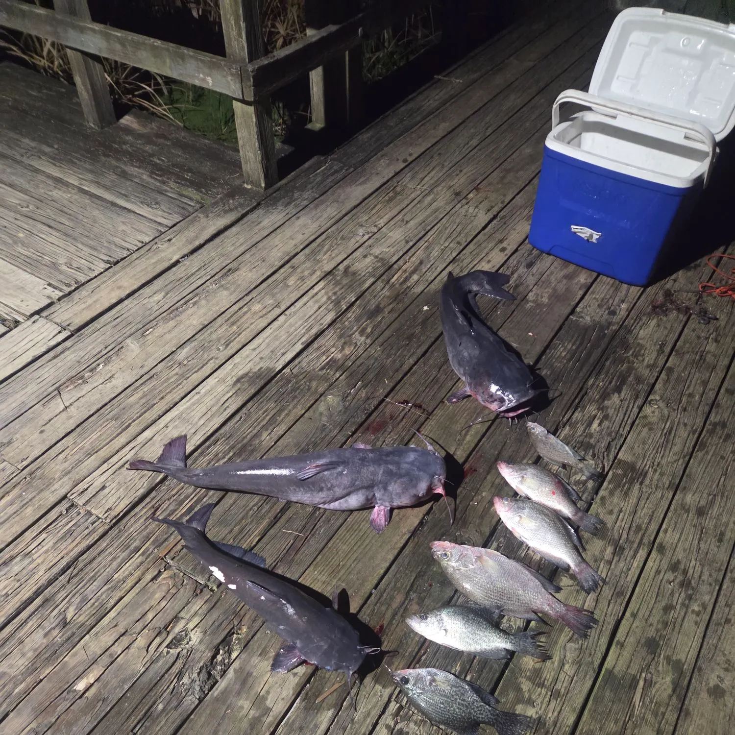 Black crappie caught on Fishbrain