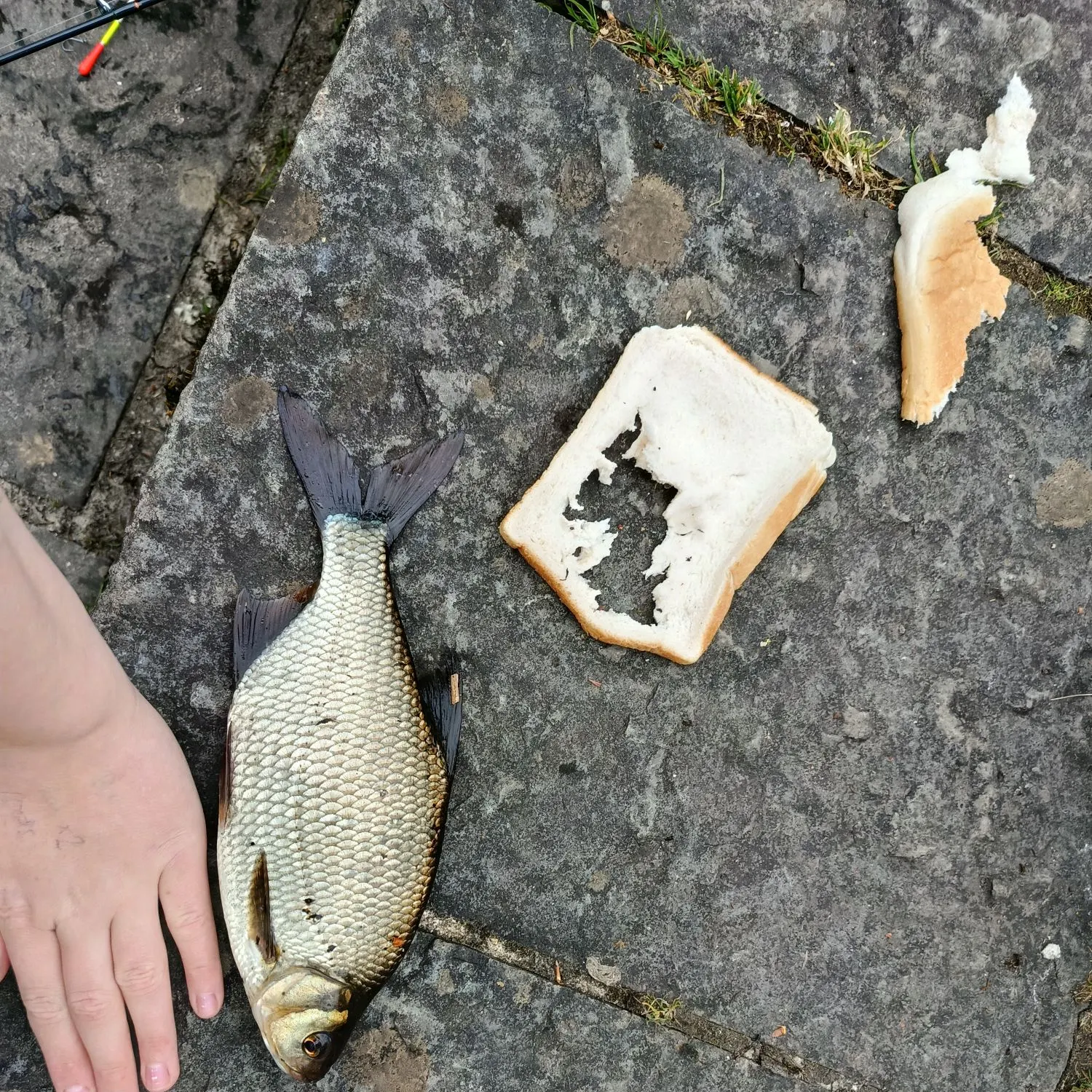 The most recent Common rudd catches on Fishbrain