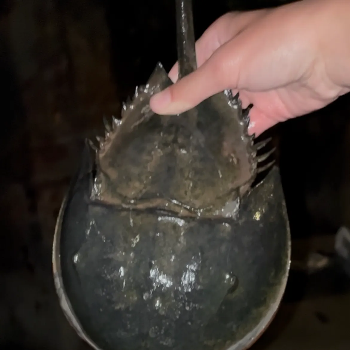 Atlantic horseshoe crab caught on Fishbrain