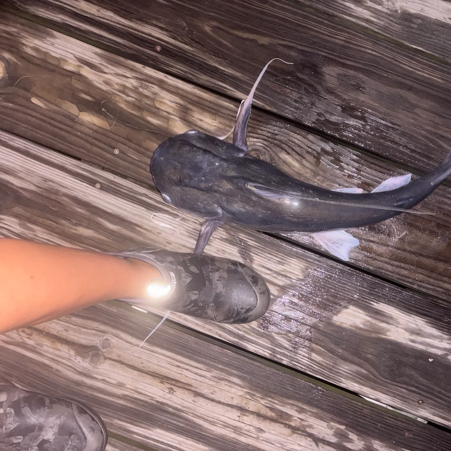 most liked catch image