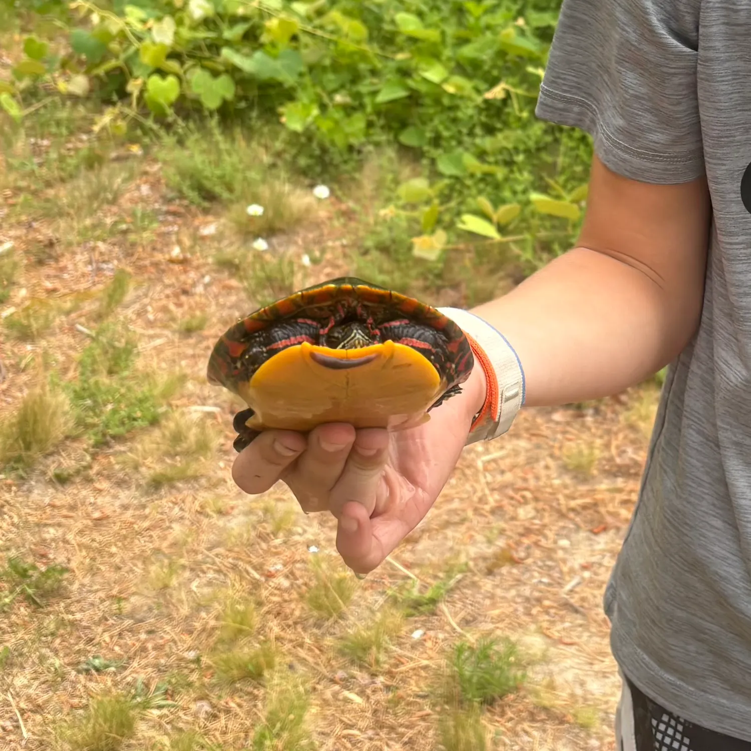 The most recent Painted turtle catches on Fishbrain