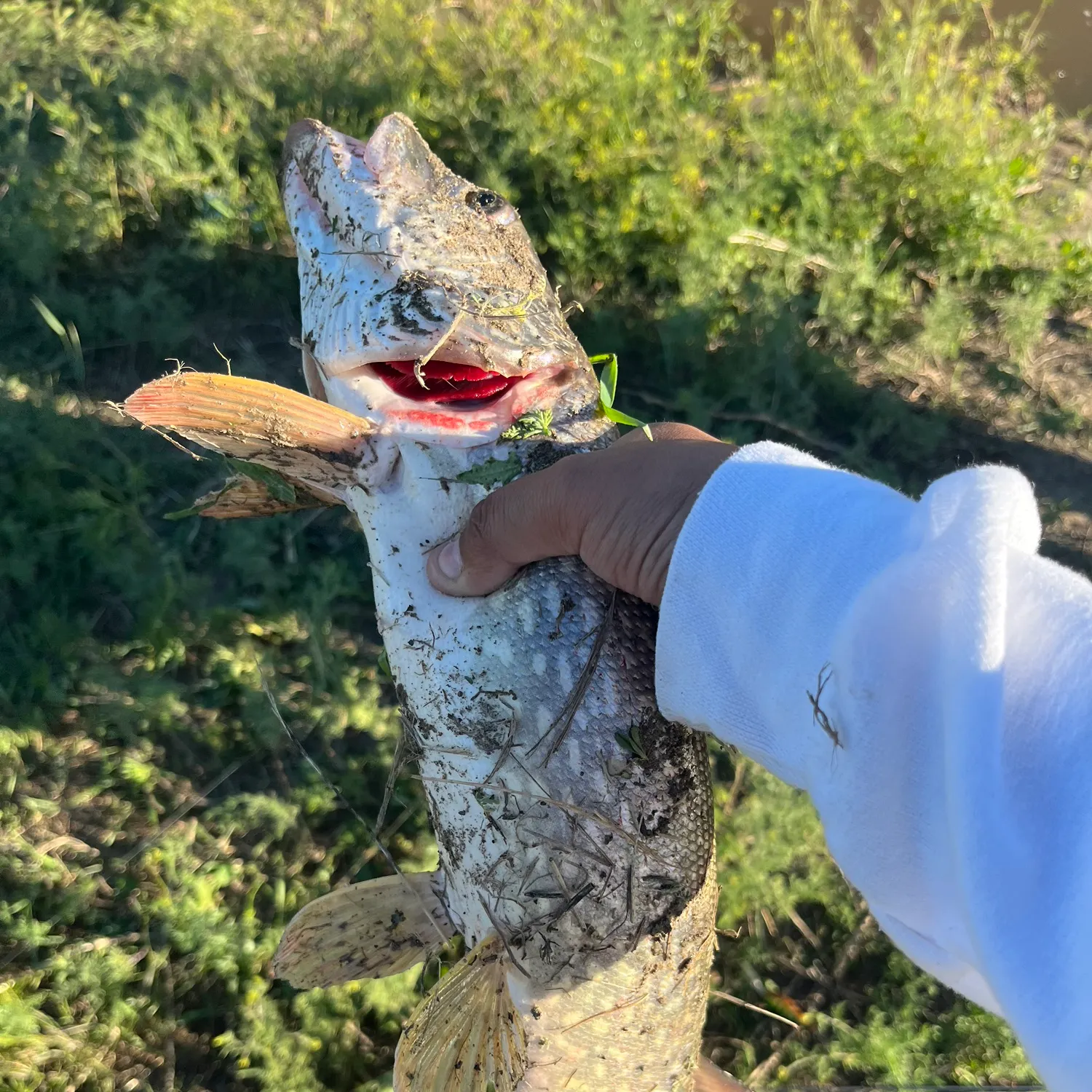 catch