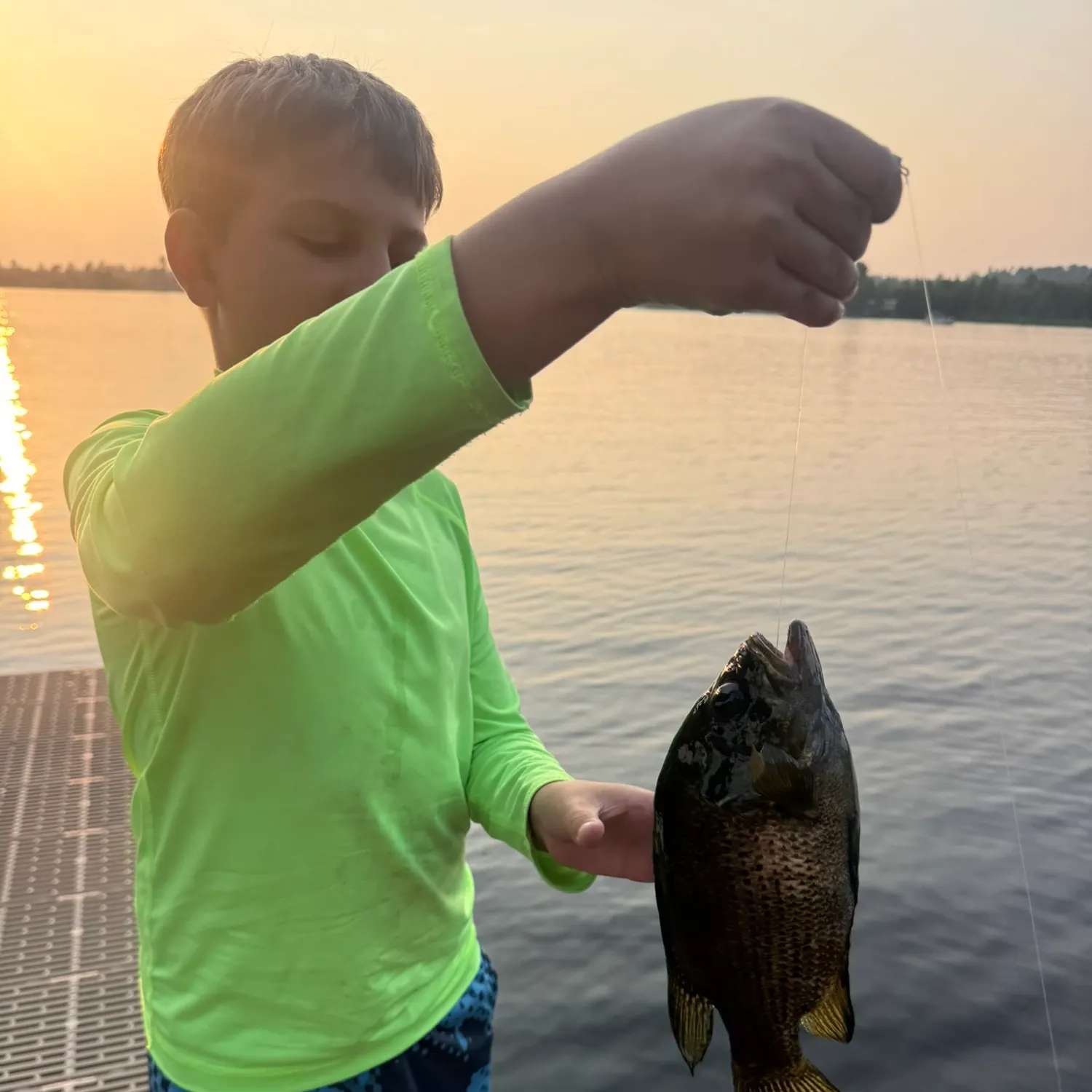 Rock bass caught on Fishbrain