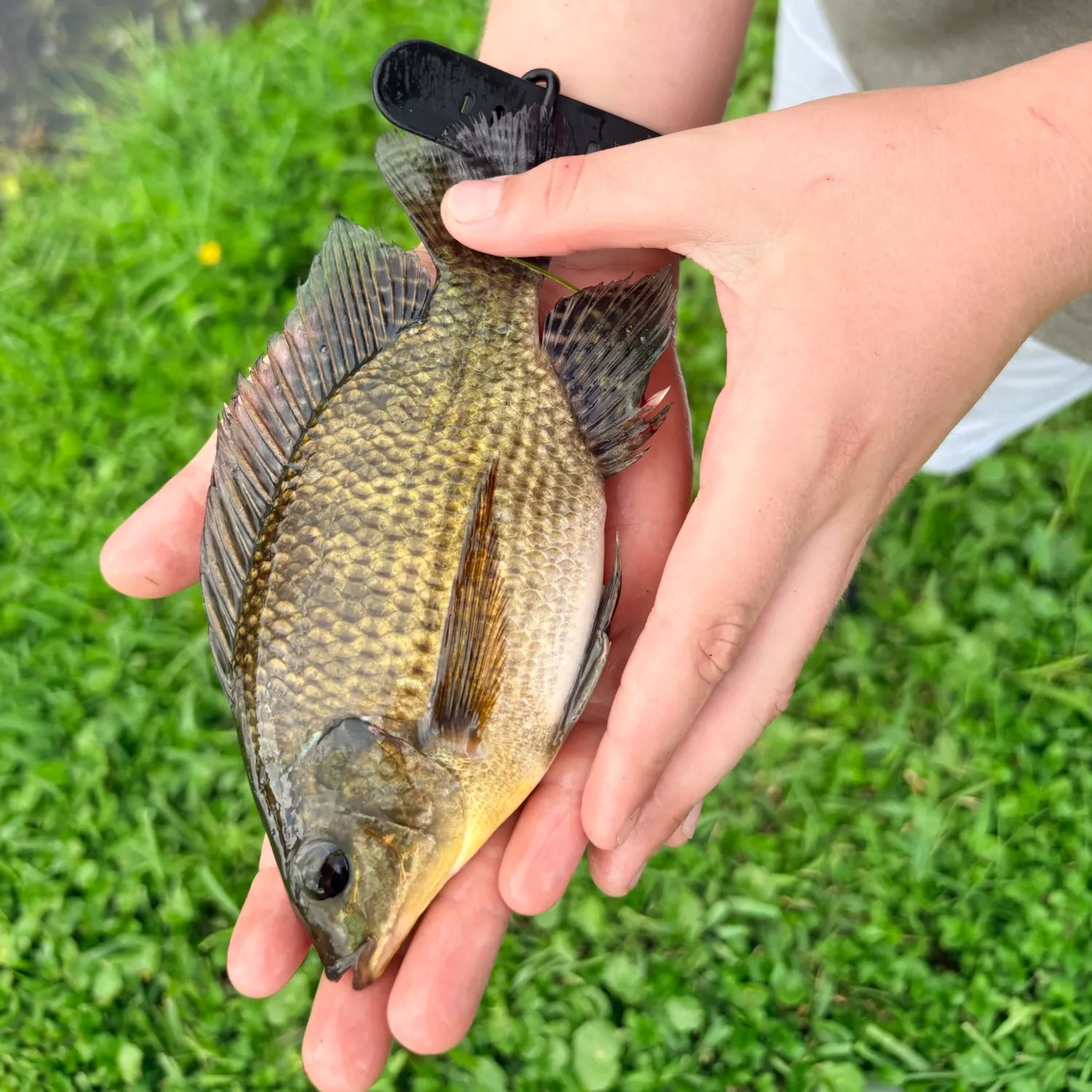 Blue tilapia caught on Fishbrain