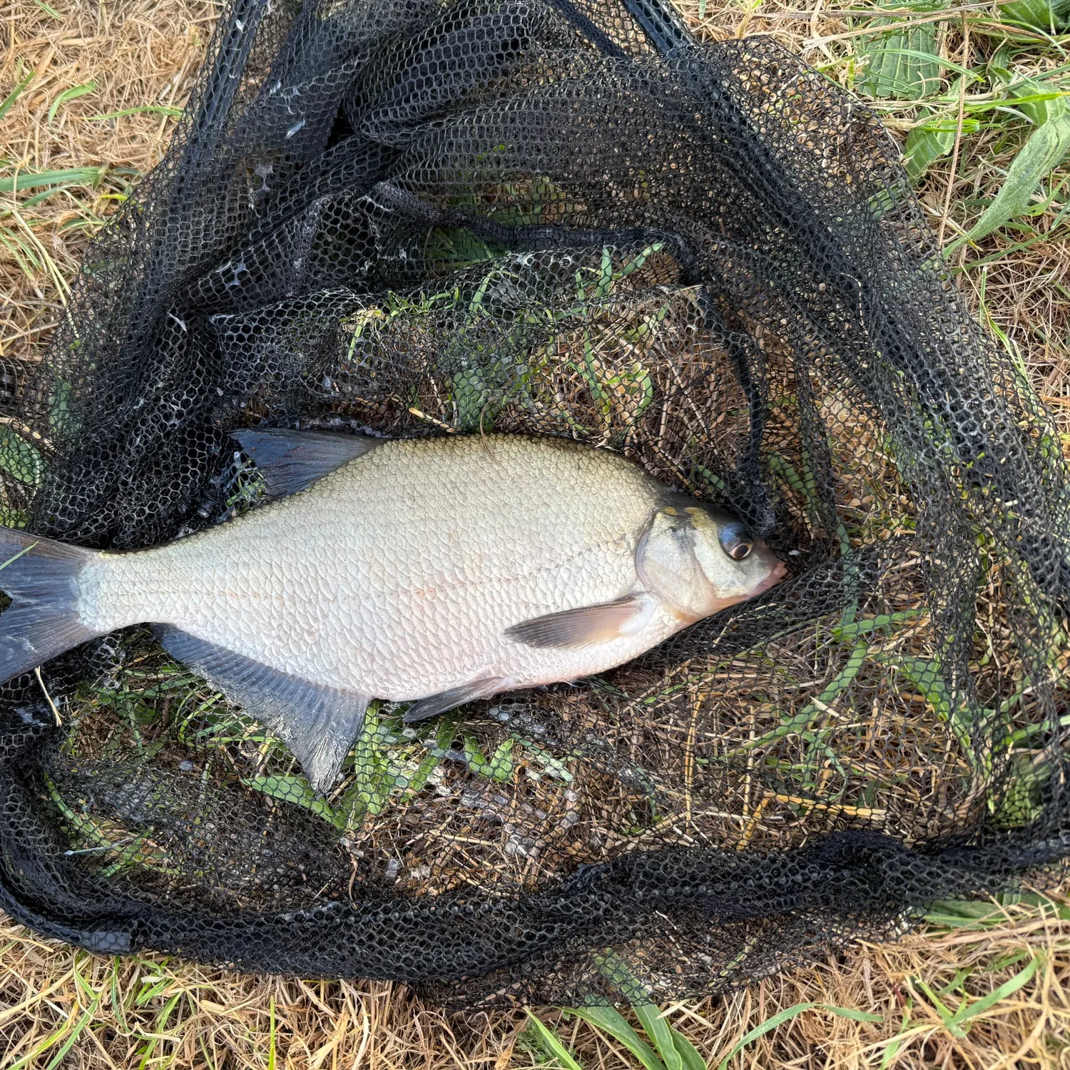 Common bream caught on Fishbrain