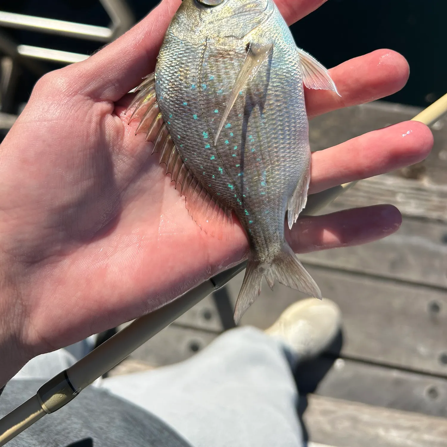 The most recent Australasian snapper catches on Fishbrain