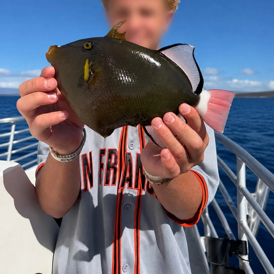 The most recent Pinktail triggerfish catches on Fishbrain