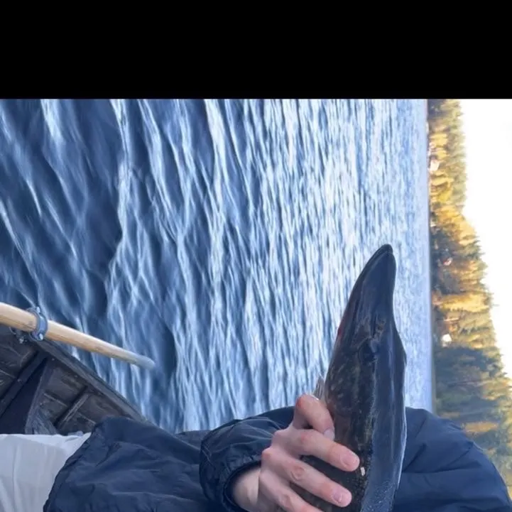 Northern pike caught on Fishbrain