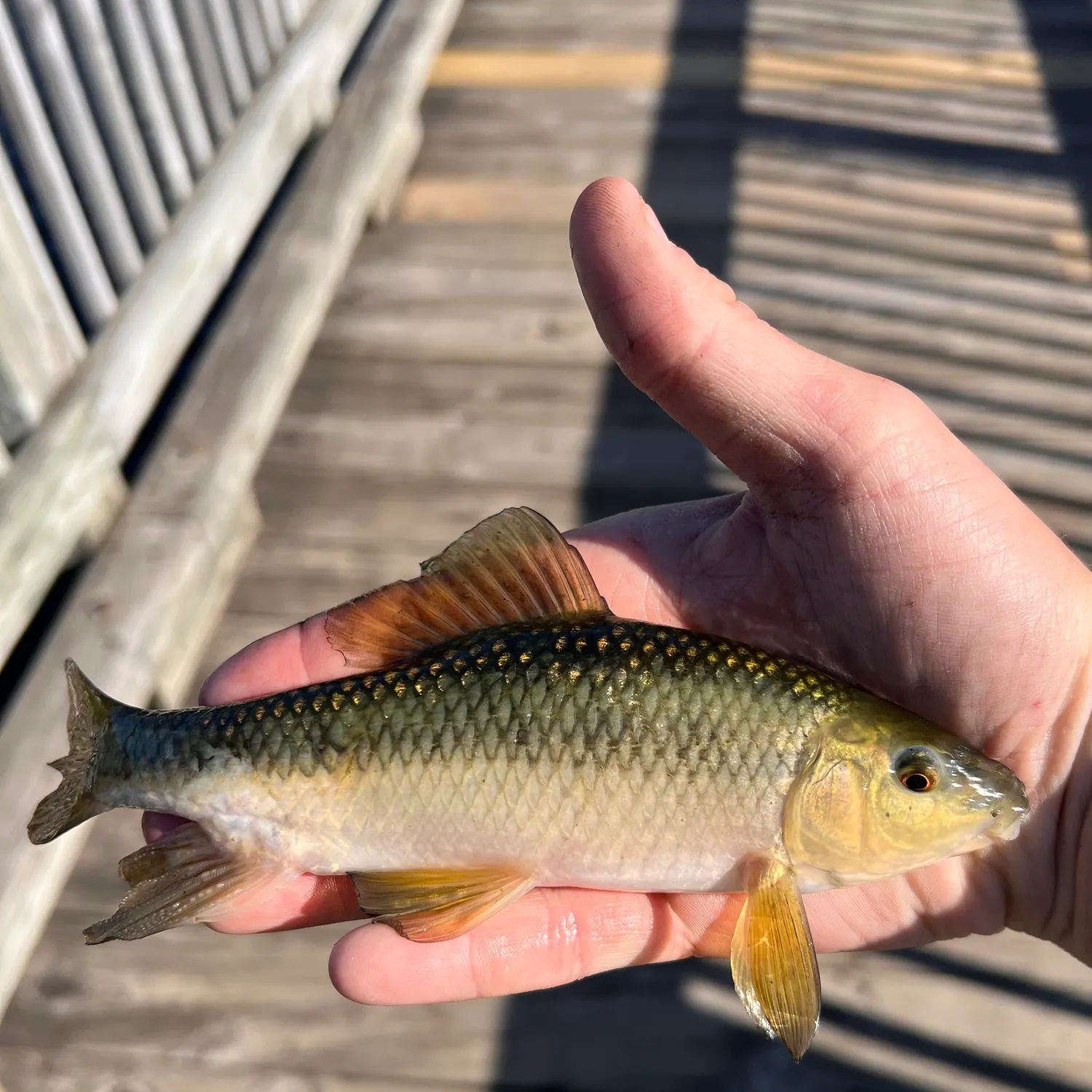 The most recent Lake chubsucker catches on Fishbrain