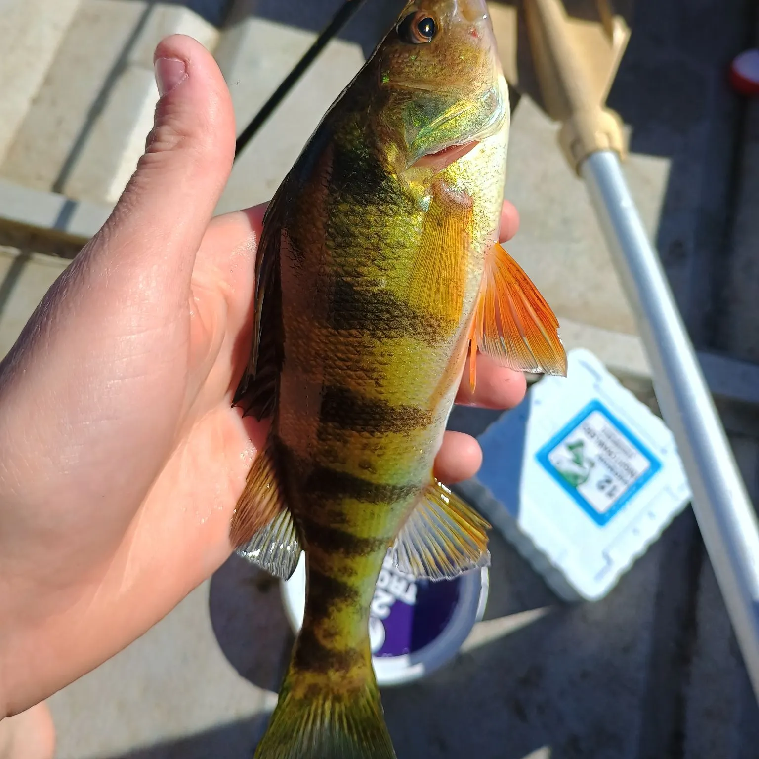 Yellow perch caught on Fishbrain