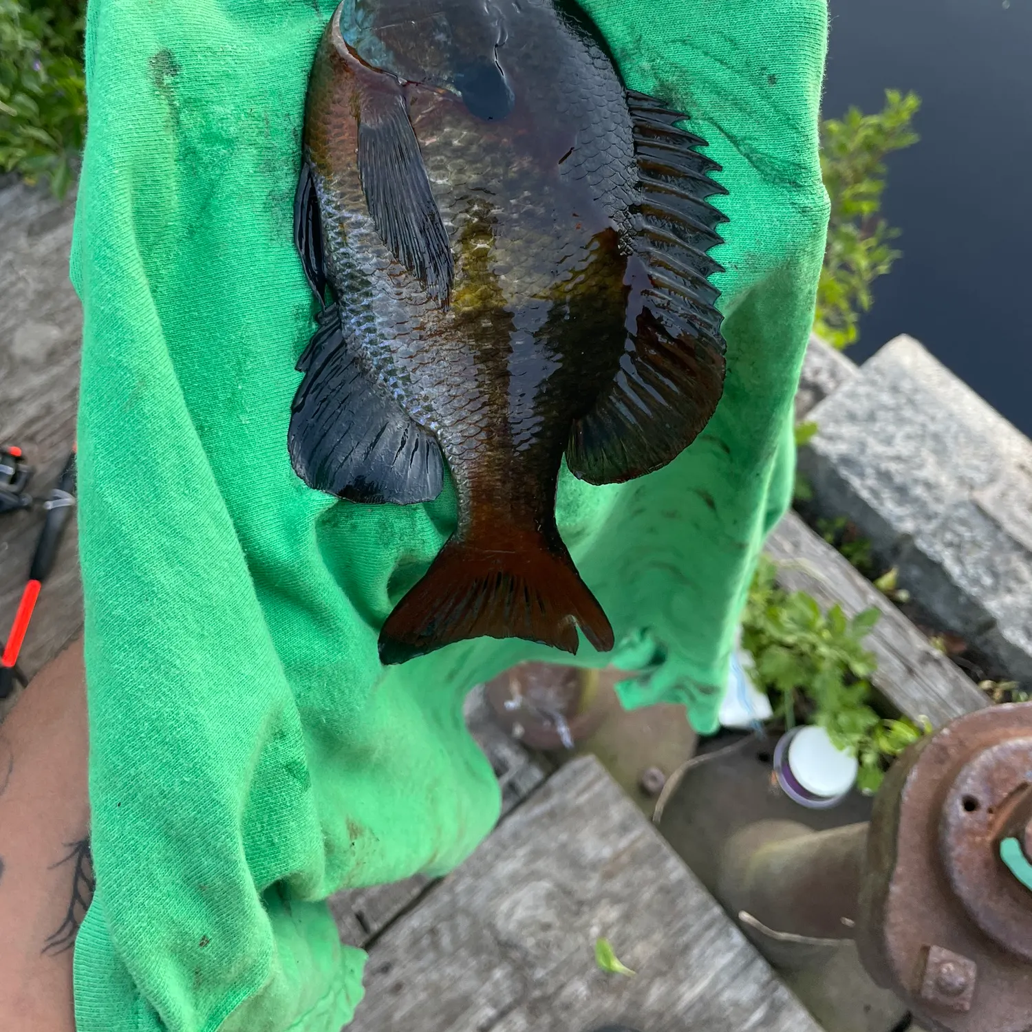 recently logged catches