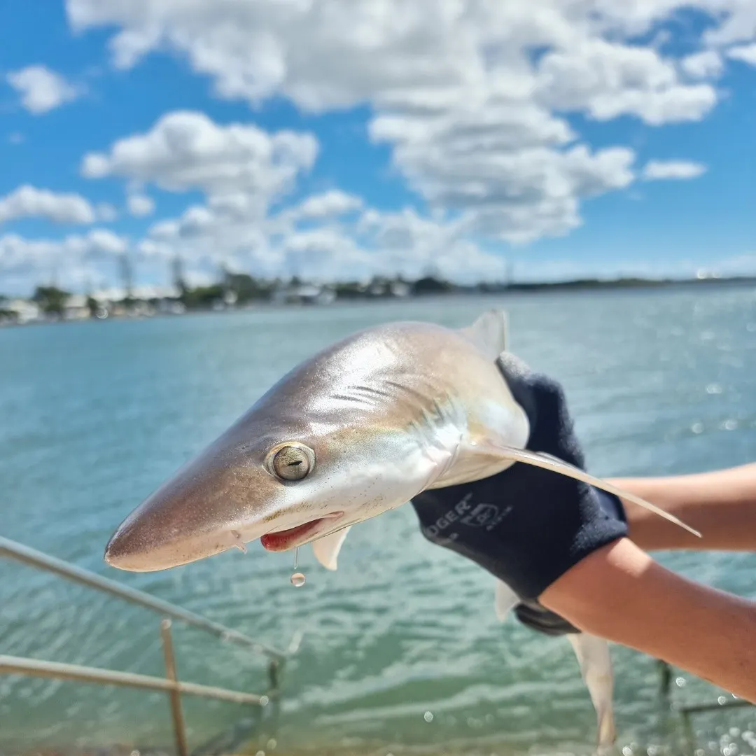 The most recent Gummy shark catches on Fishbrain