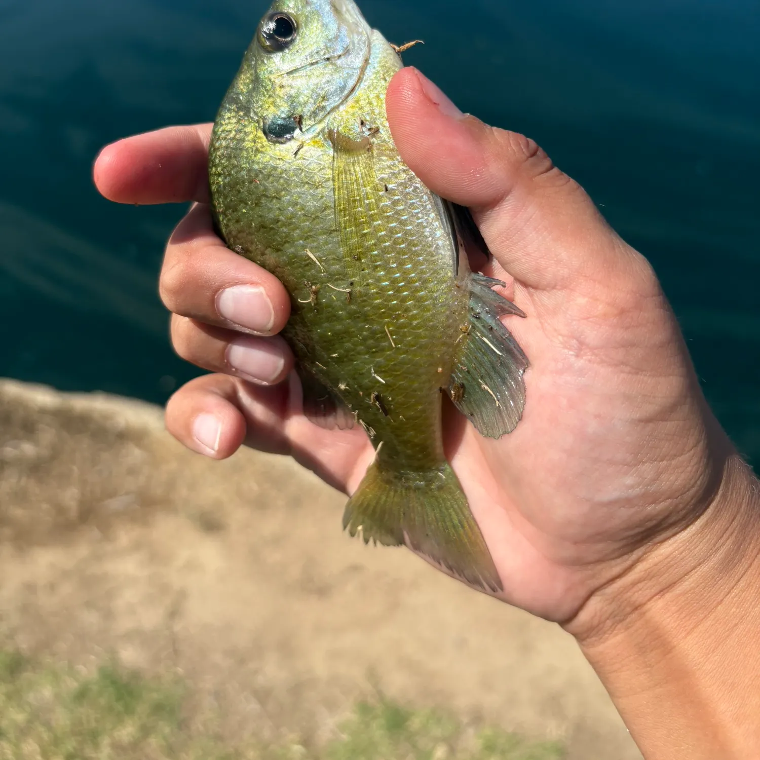Bluegill caught on Fishbrain